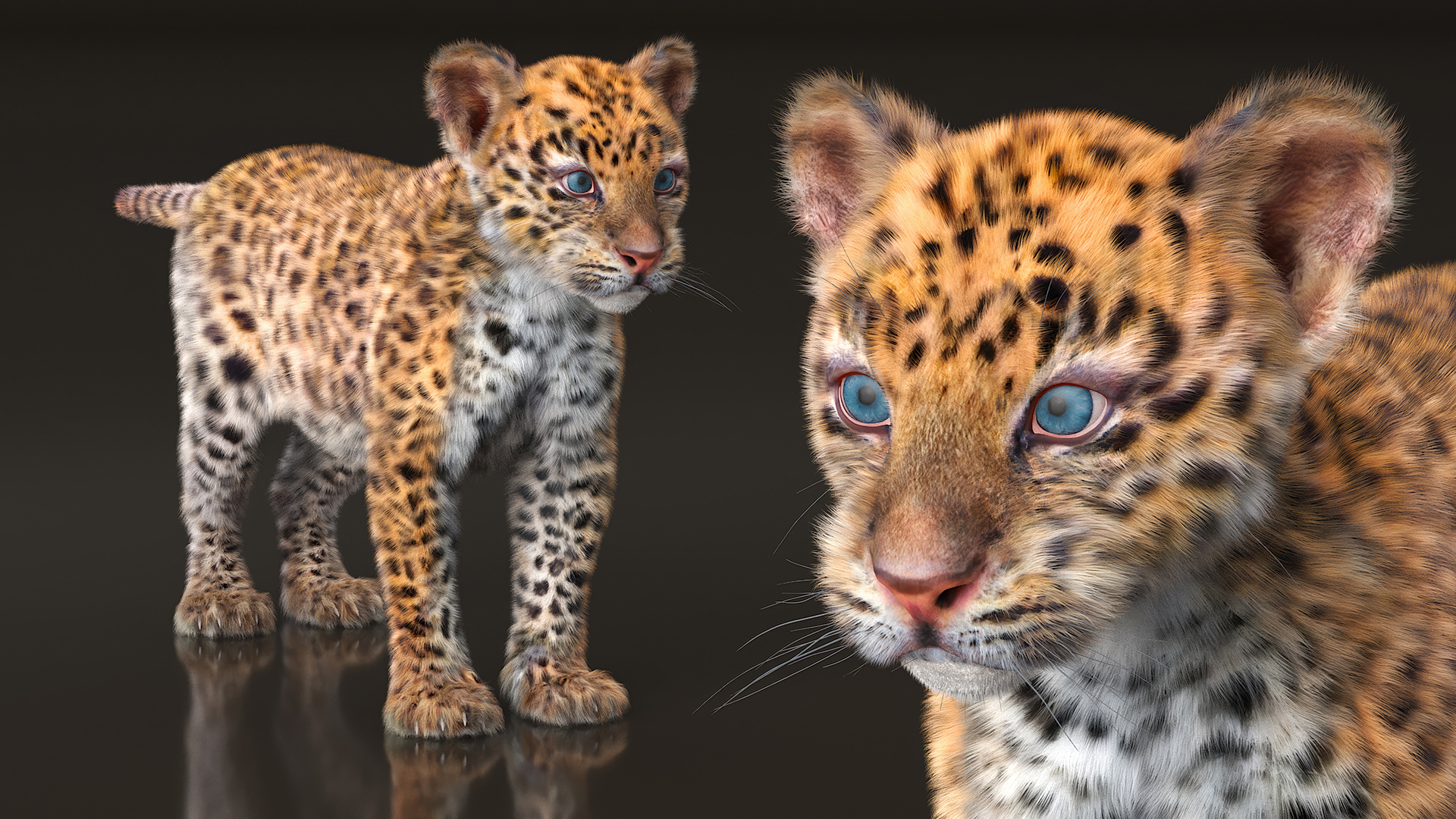 Leopard Cub Standing Pose with Fur 3D model