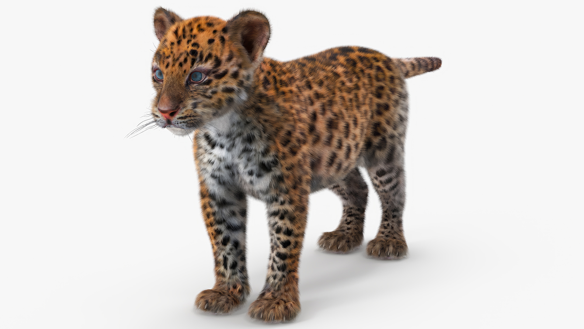 Leopard Cub Standing Pose with Fur 3D model