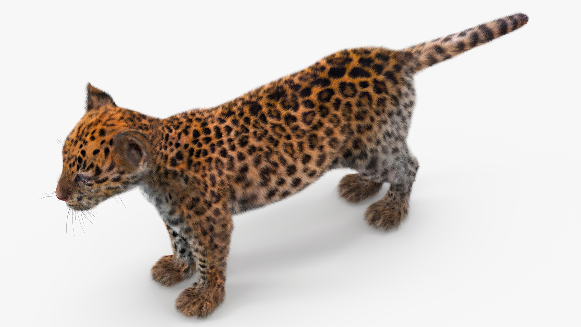 Leopard Cub Standing Pose with Fur 3D model