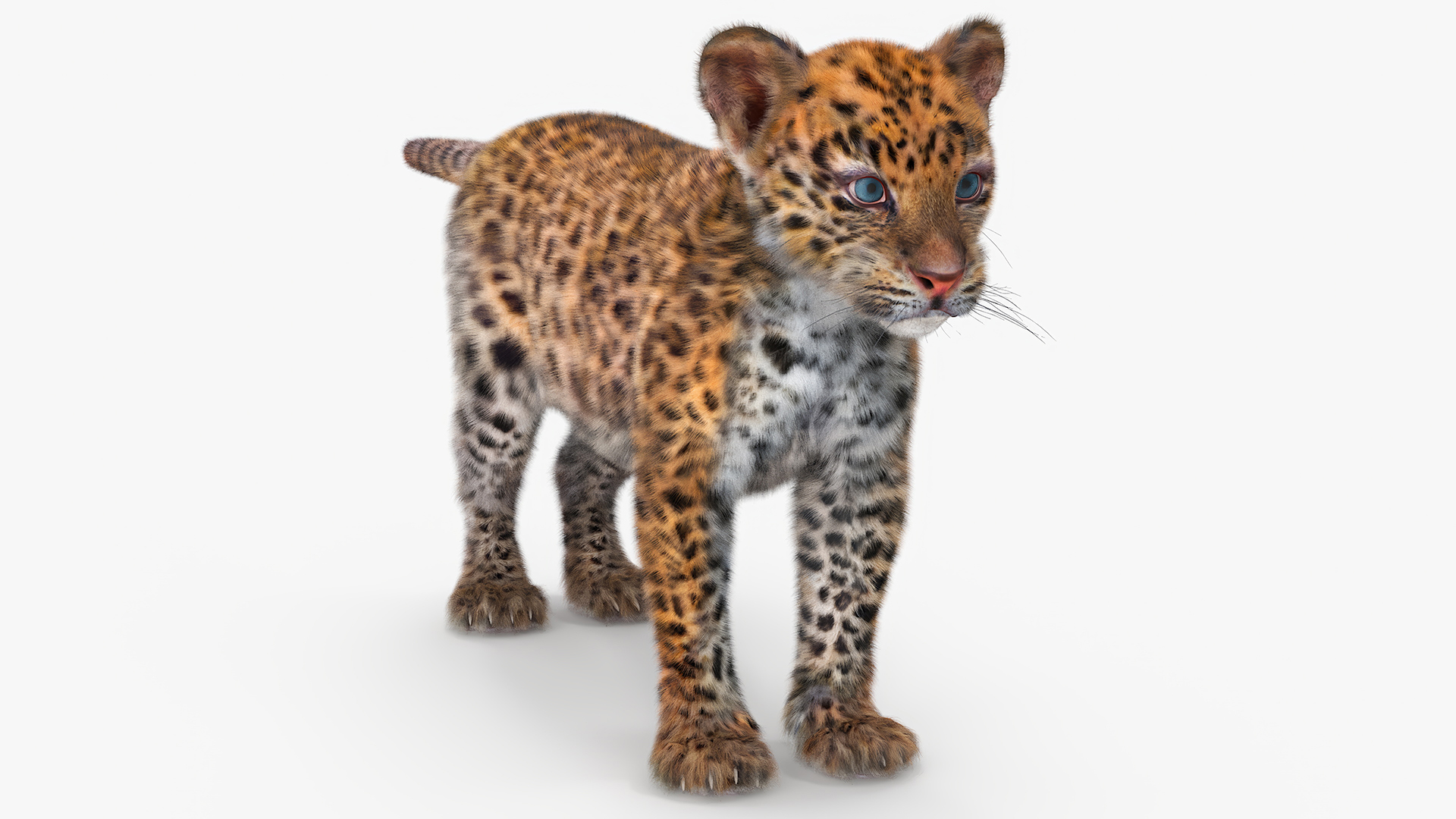 Leopard Cub Standing Pose with Fur 3D model