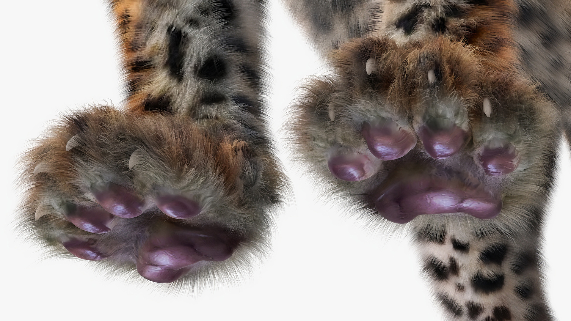 Leopard Cub Standing Pose with Fur 3D model