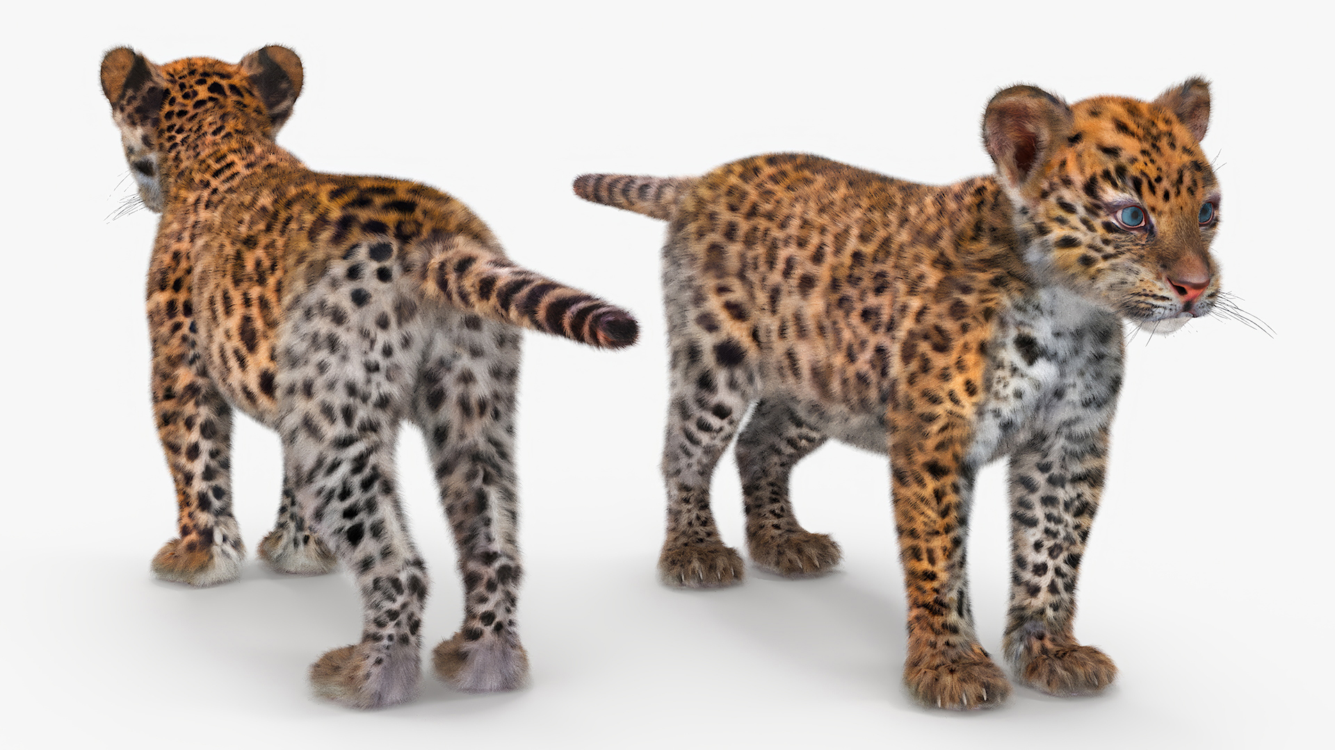 Leopard Cub Standing Pose with Fur 3D model