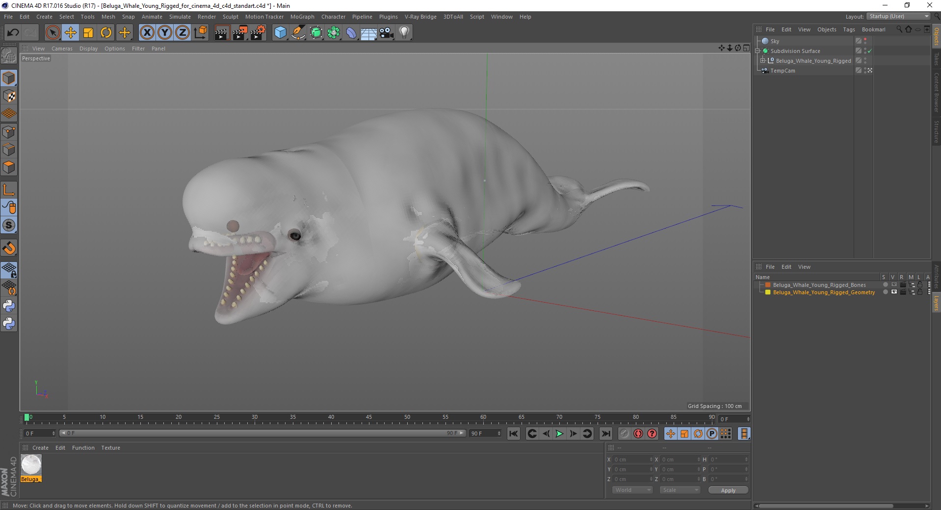 Beluga Whale Young Rigged for Cinema 4D 3D model