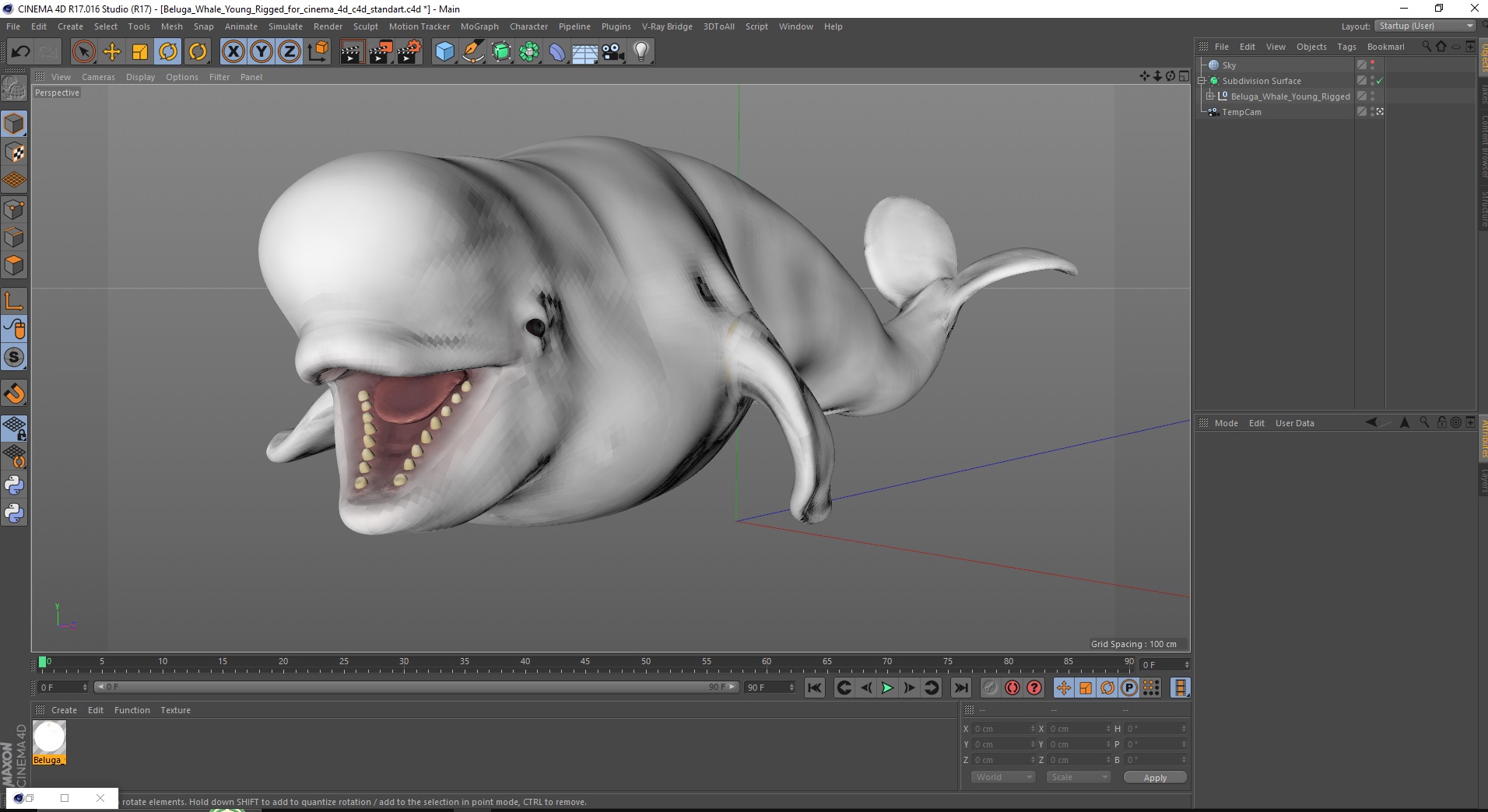 Beluga Whale Young Rigged for Cinema 4D 3D model