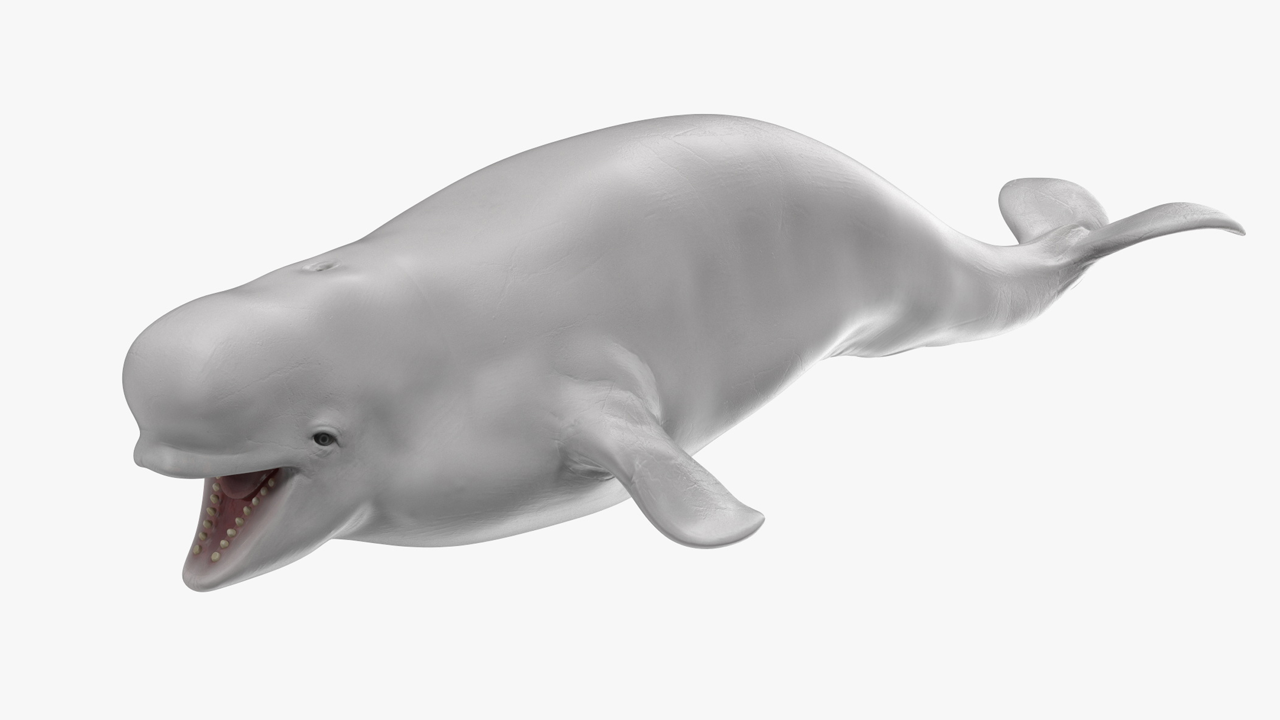 Beluga Whale Young Rigged for Cinema 4D 3D model