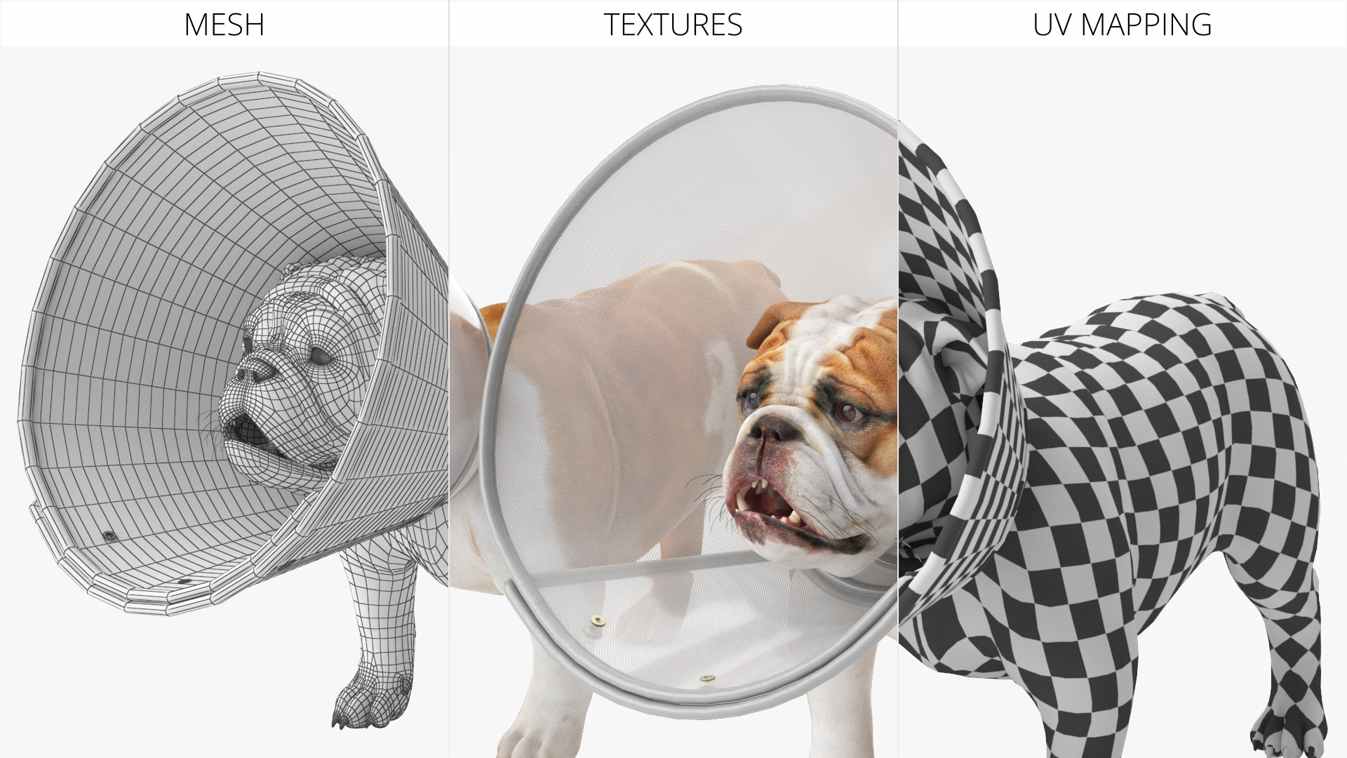 English Bulldog with Protective Cone, view 11
