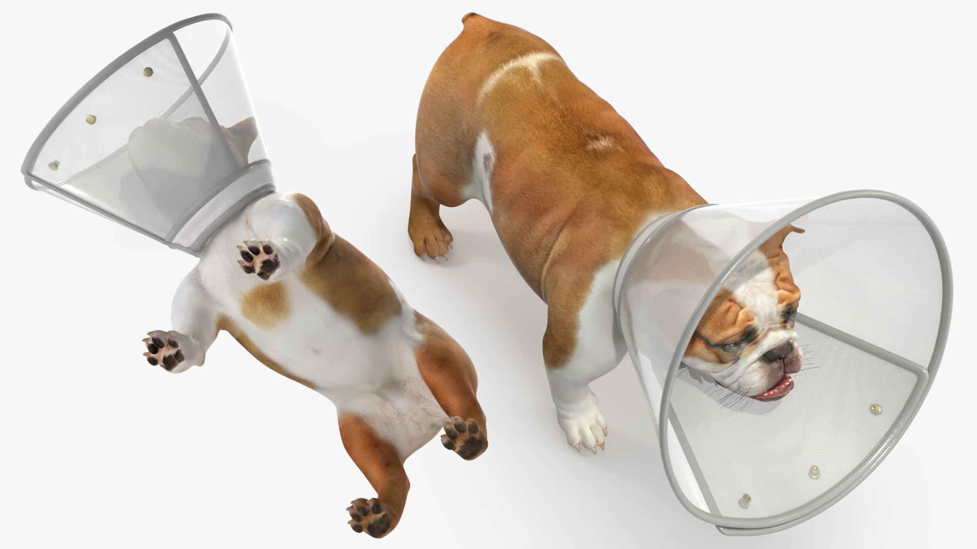 English Bulldog with Protective Cone, view 5