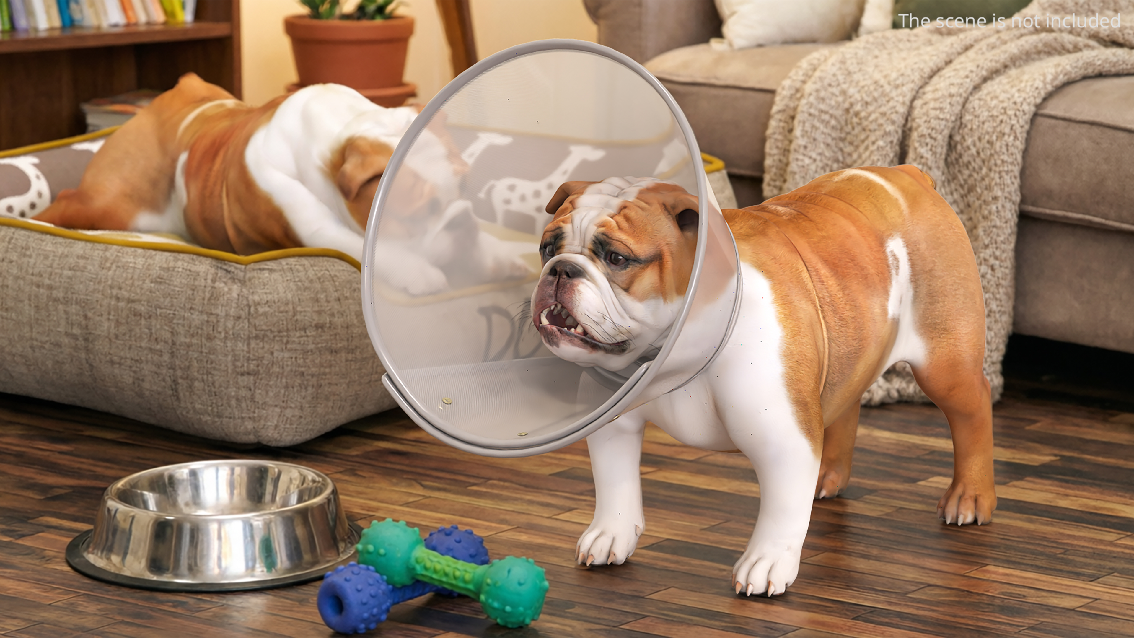 English Bulldog with Protective Cone, view 2