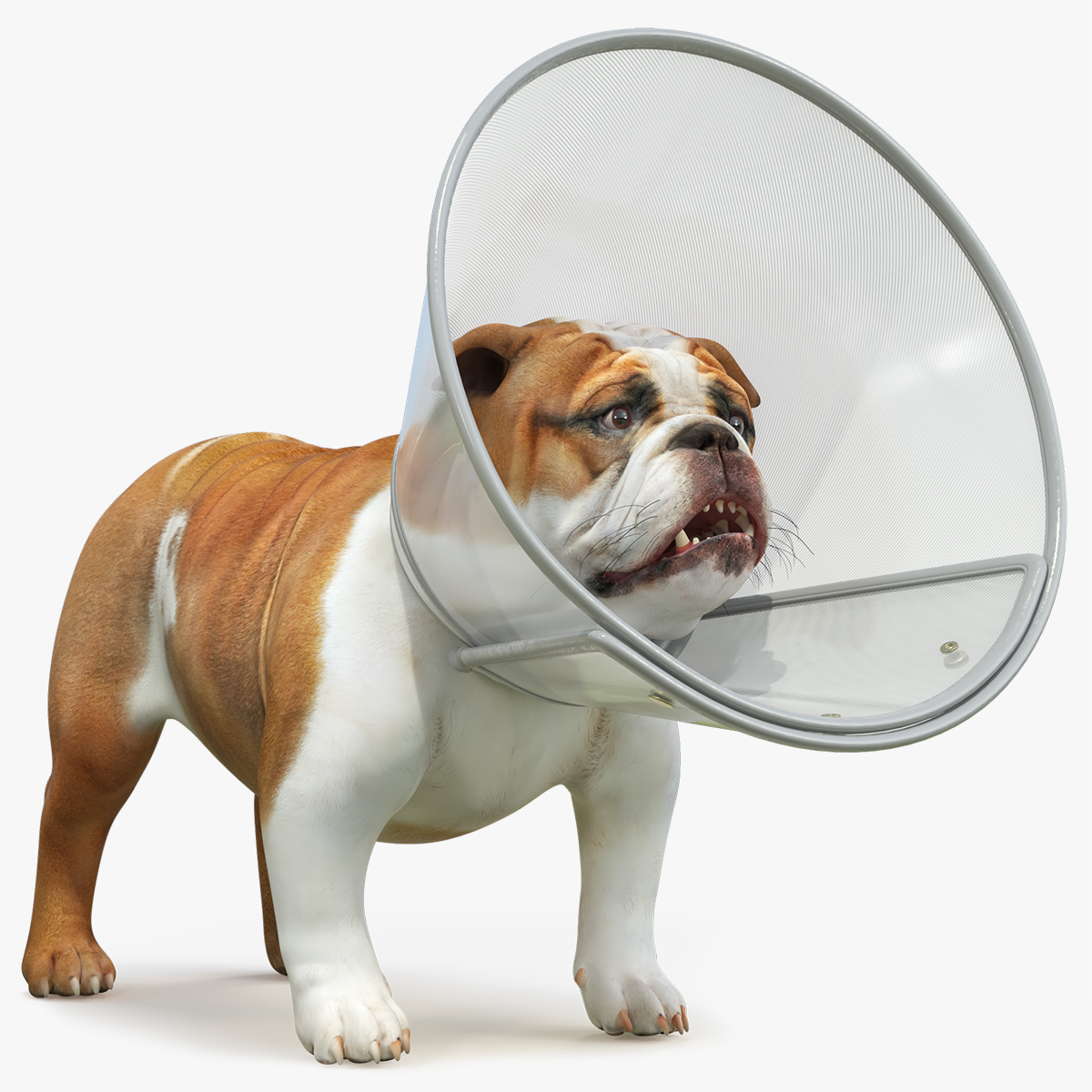 English Bulldog with Protective Cone 3D model preview