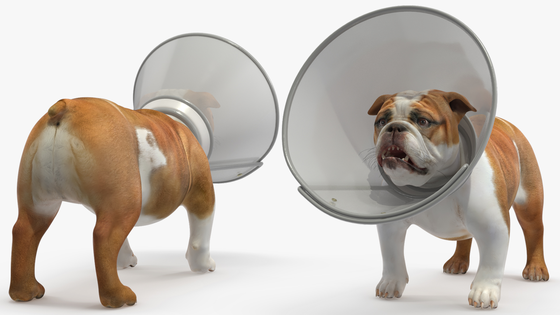 English Bulldog with Protective Cone, view 4