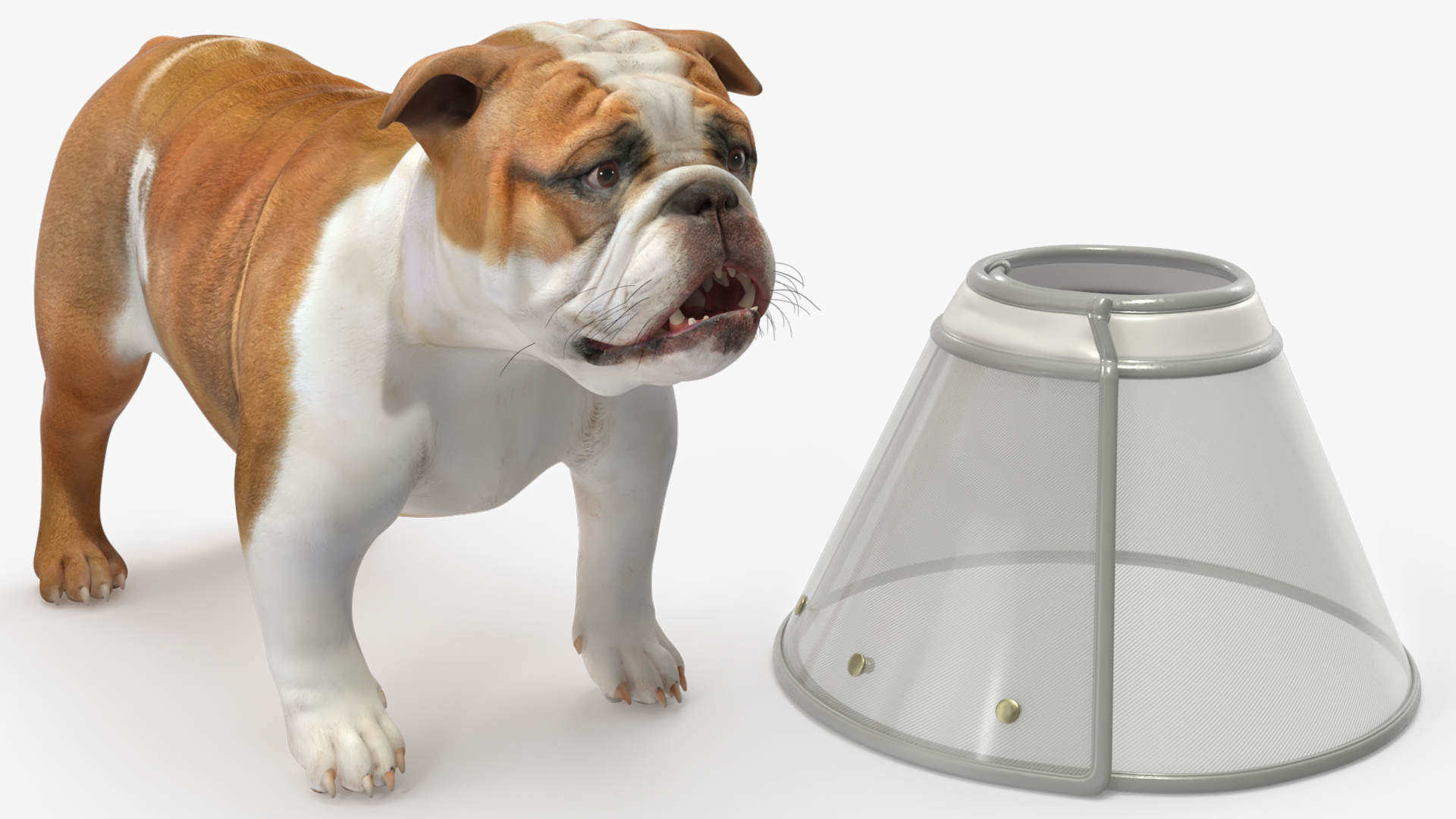 English Bulldog with Protective Cone, view 6