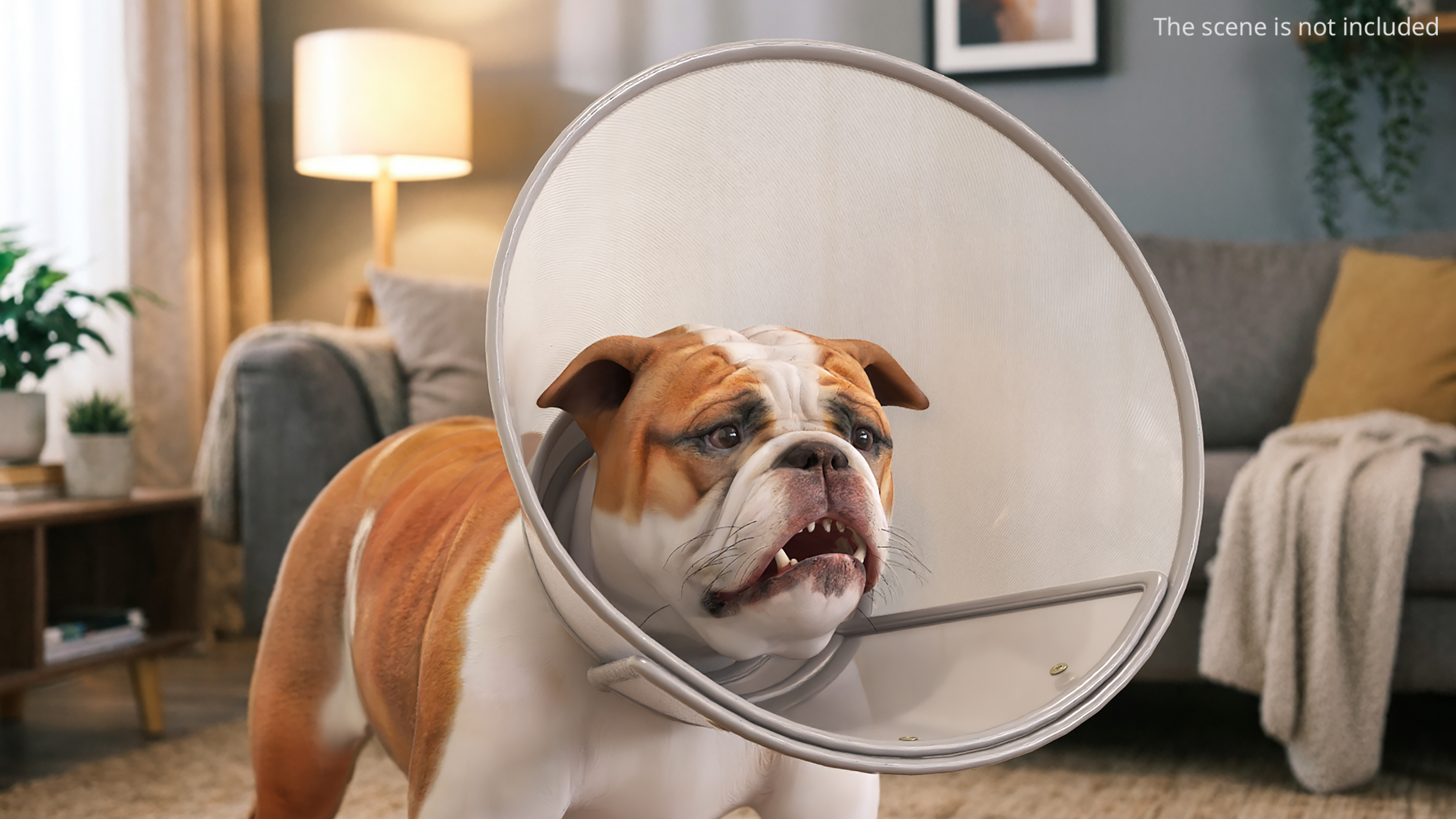 English Bulldog with Protective Cone, view 3