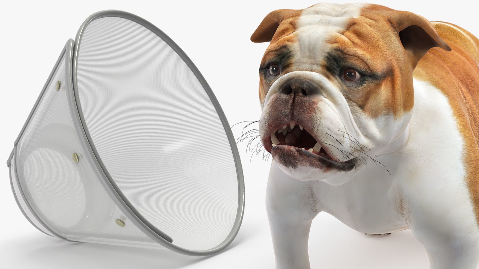 English Bulldog with Protective Cone, view 8