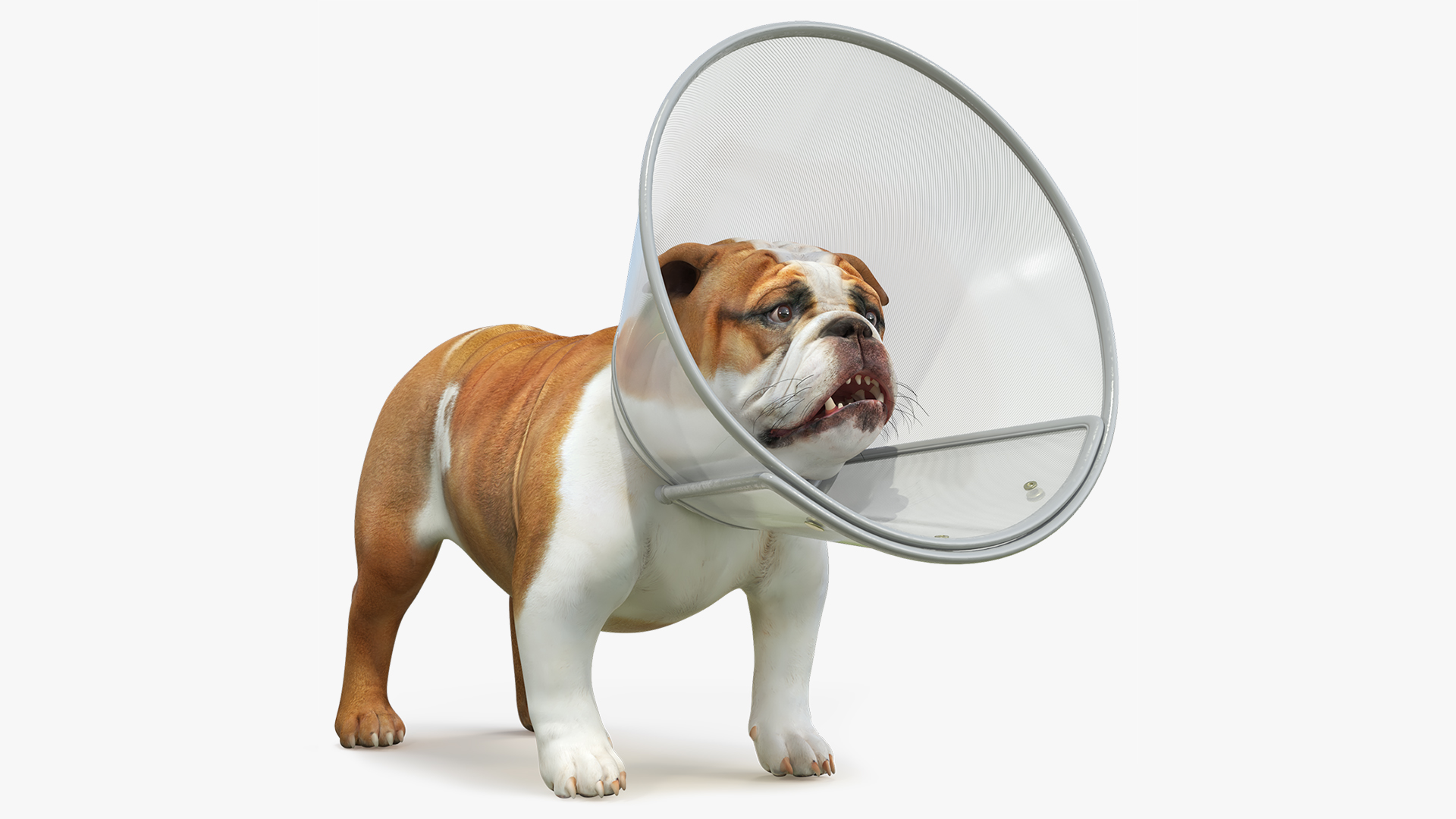 English Bulldog with Protective Cone