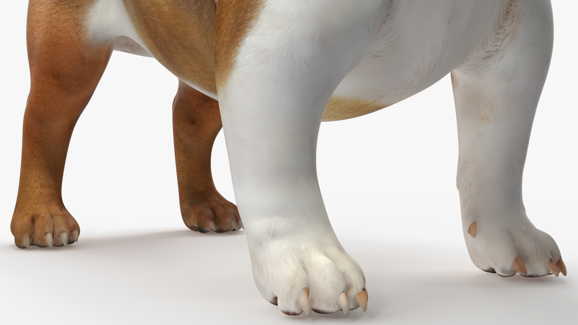 English Bulldog with Protective Cone, view 7