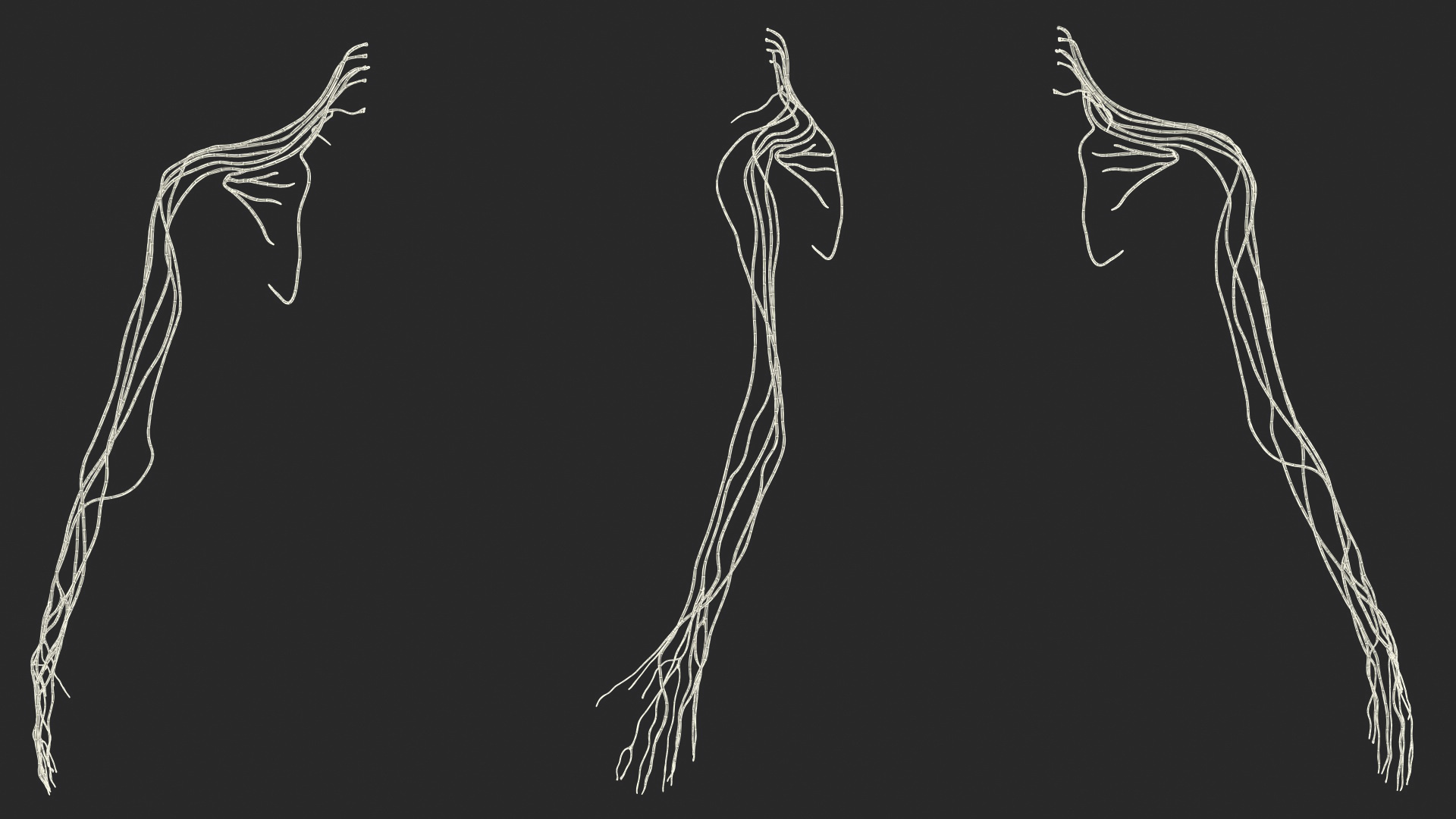 Human Arm Nervous System 3D model