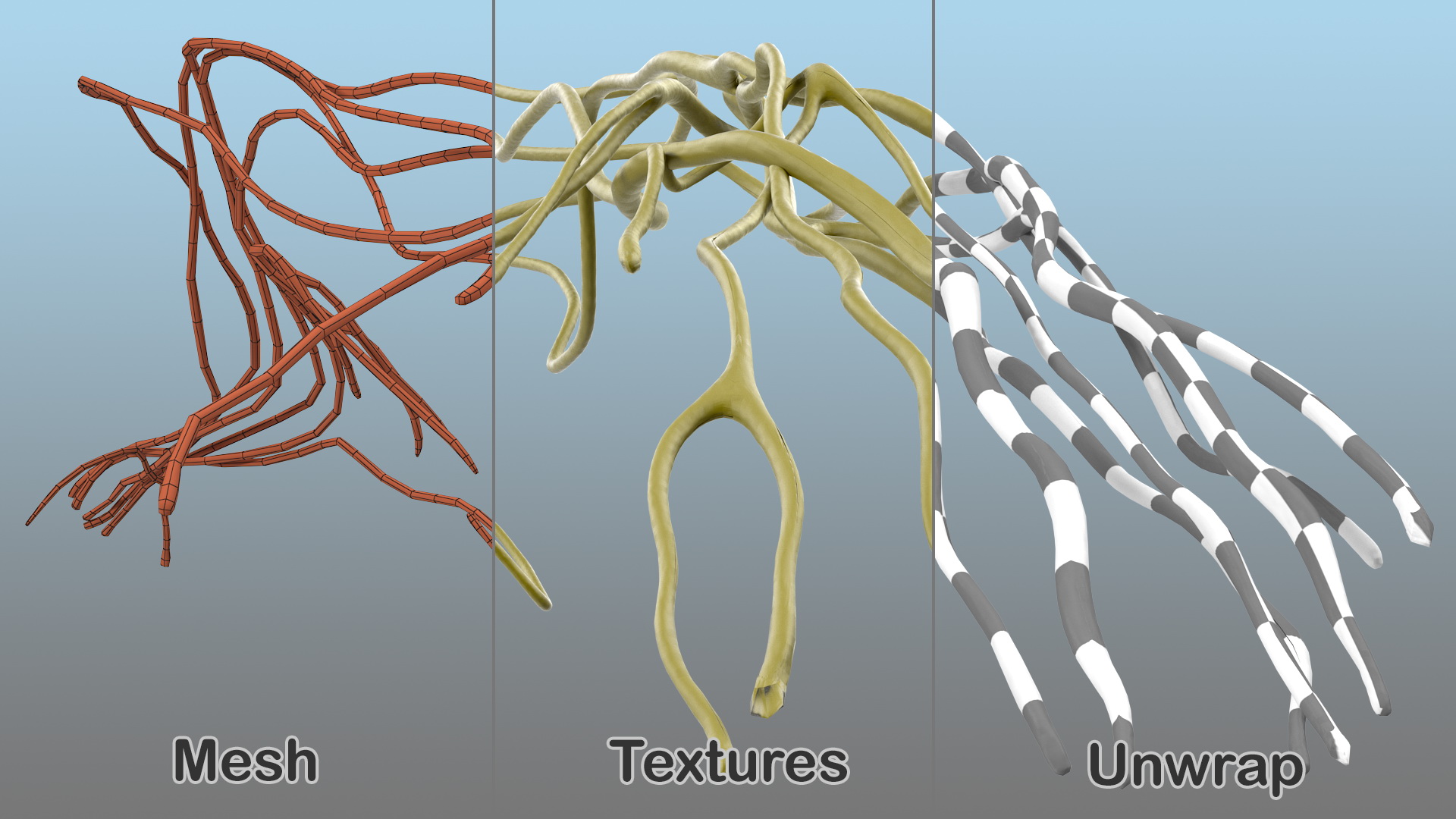 Human Arm Nervous System 3D model