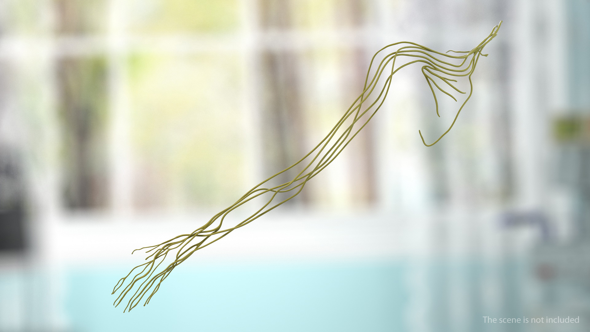Human Arm Nervous System 3D model