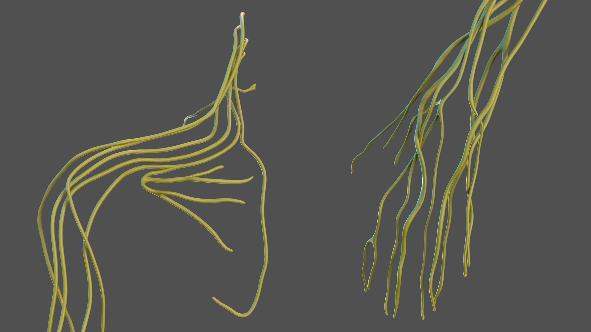 Human Arm Nervous System 3D model