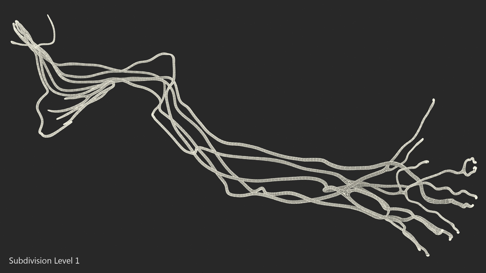 Human Arm Nervous System 3D model