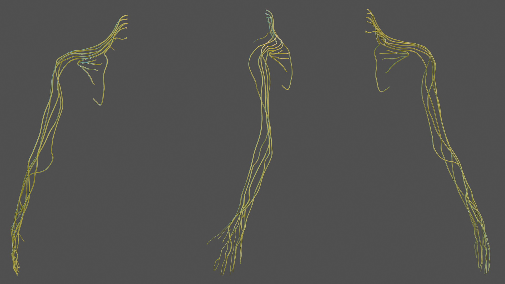 Human Arm Nervous System 3D model