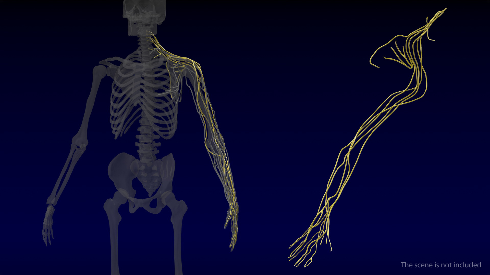 Human Arm Nervous System 3D model