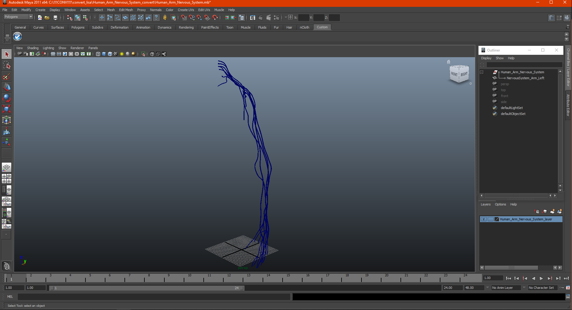 Human Arm Nervous System 3D model