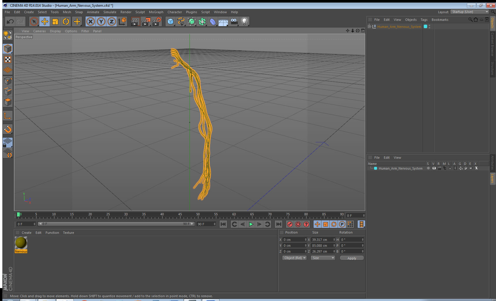 Human Arm Nervous System 3D model