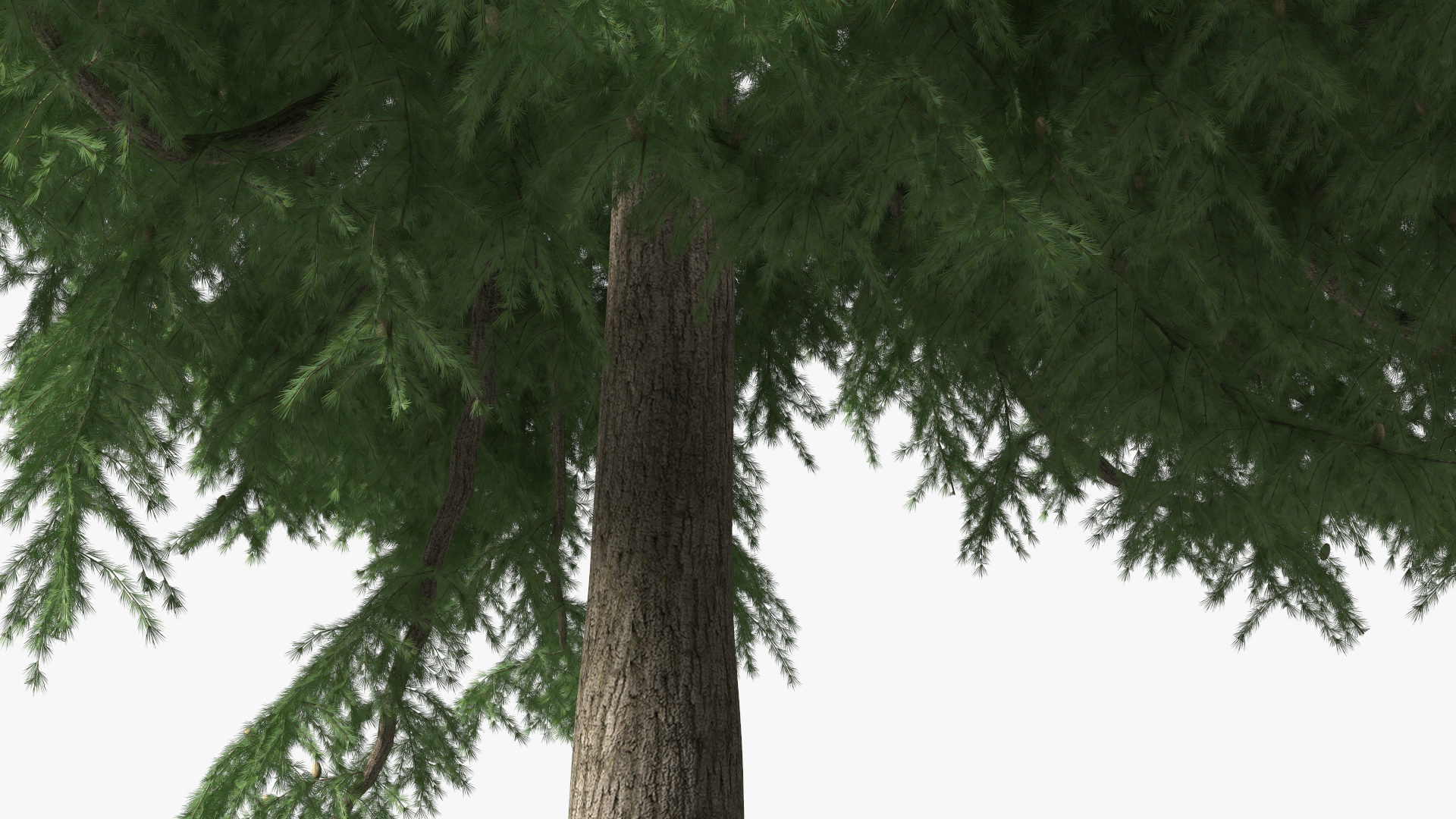 Cedrus Libani Green Tree 3D model