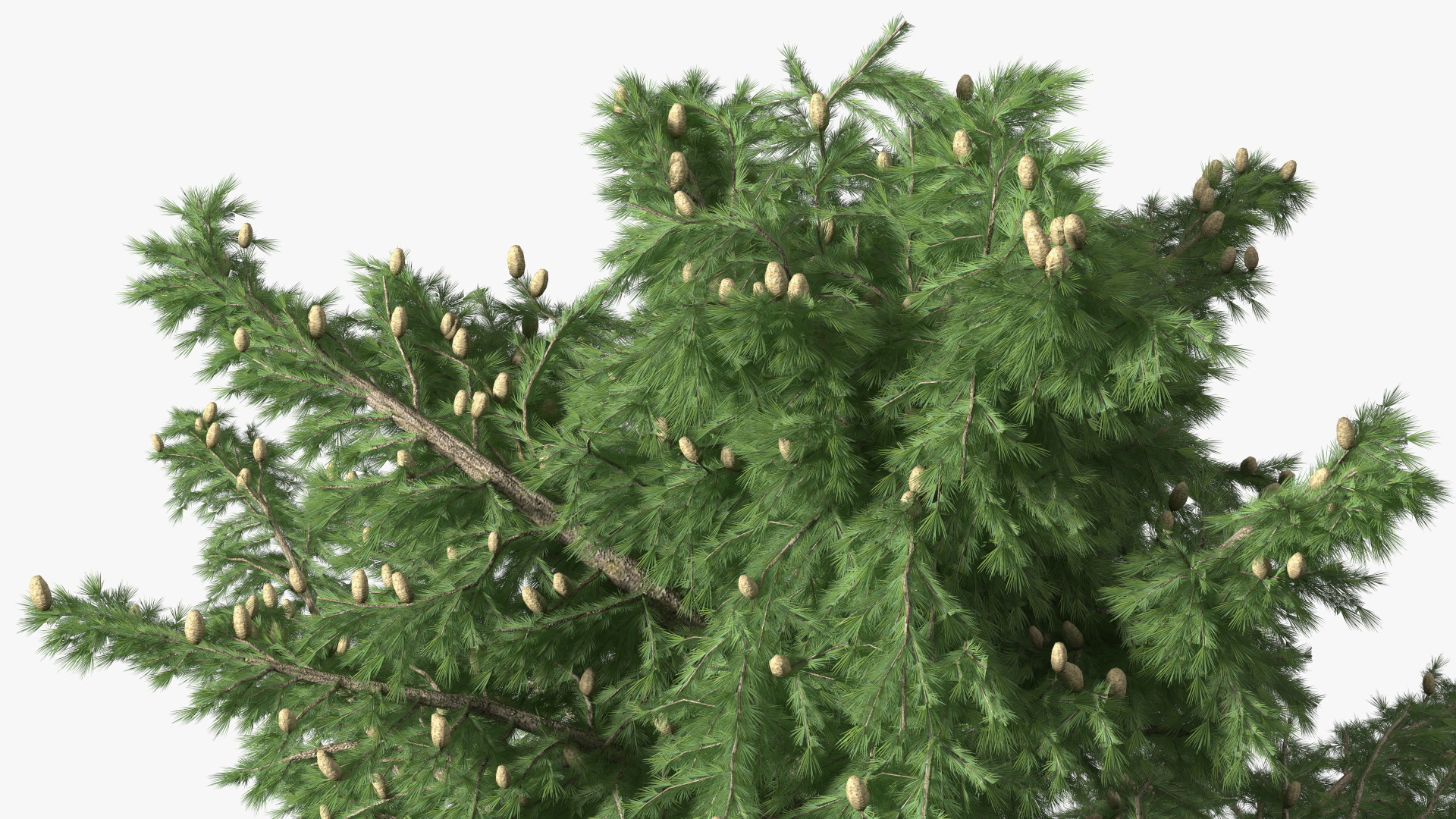 Cedrus Libani Green Tree 3D model