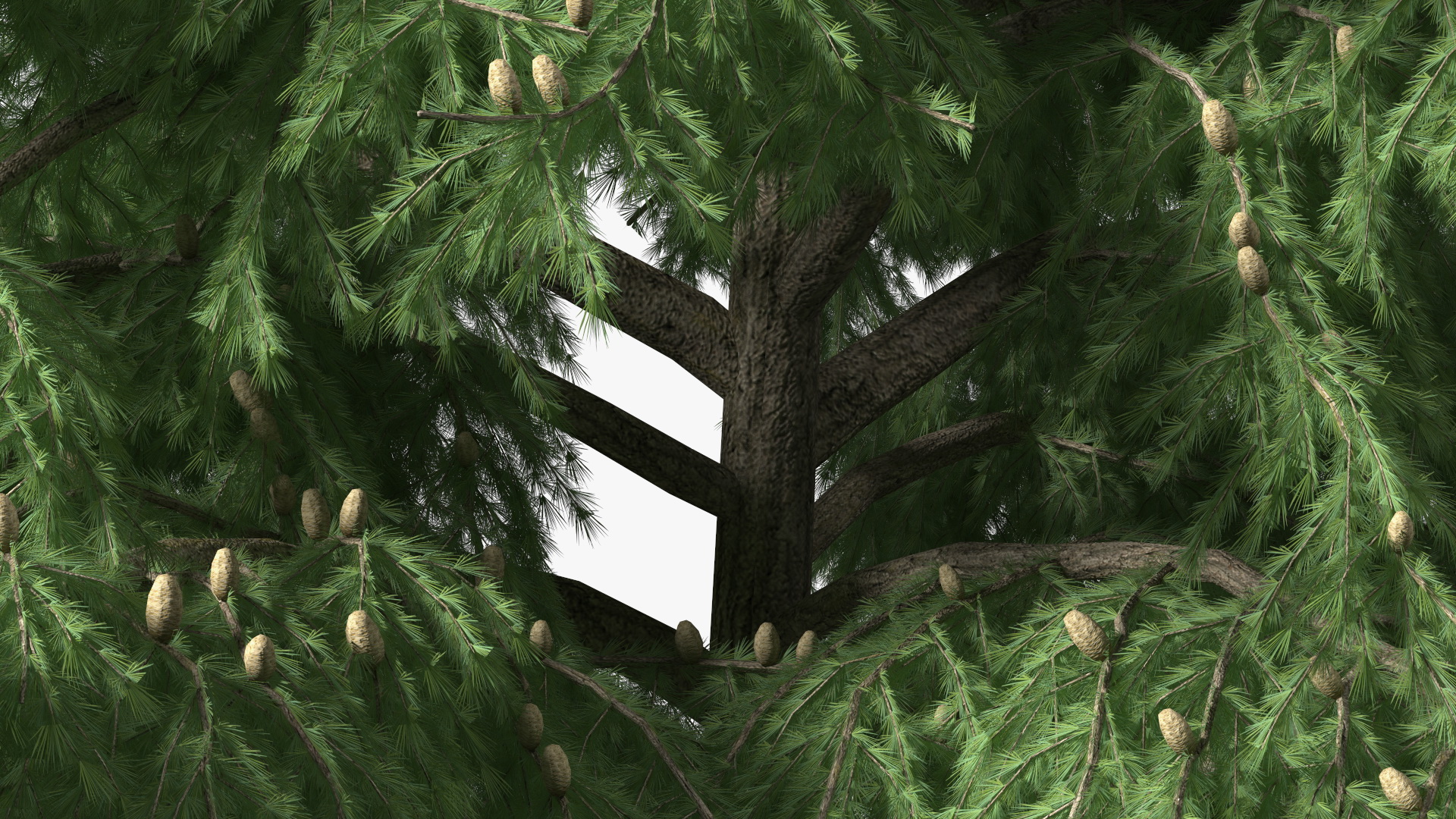 Cedrus Libani Green Tree 3D model