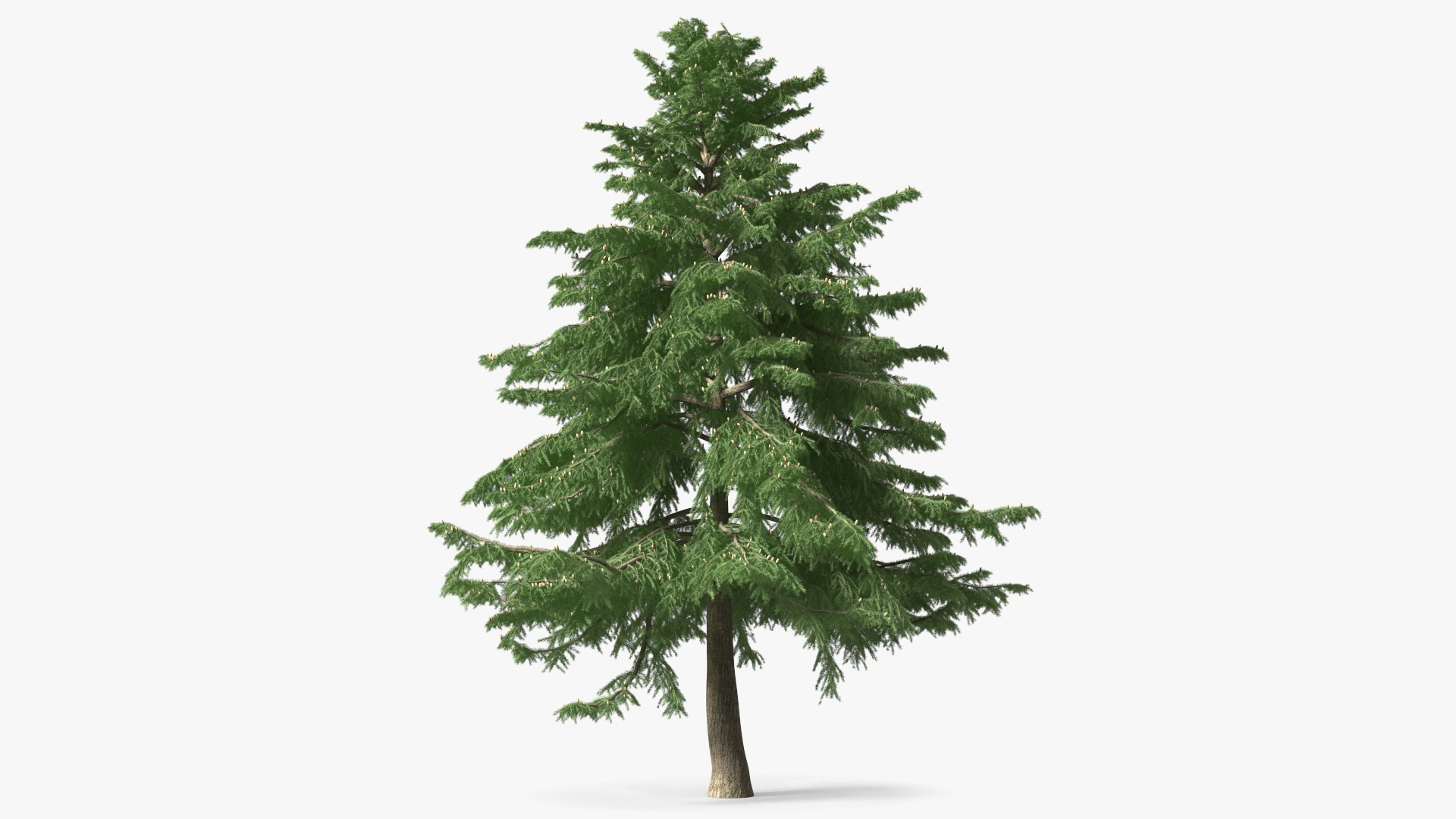 Cedrus Libani Green Tree 3D model