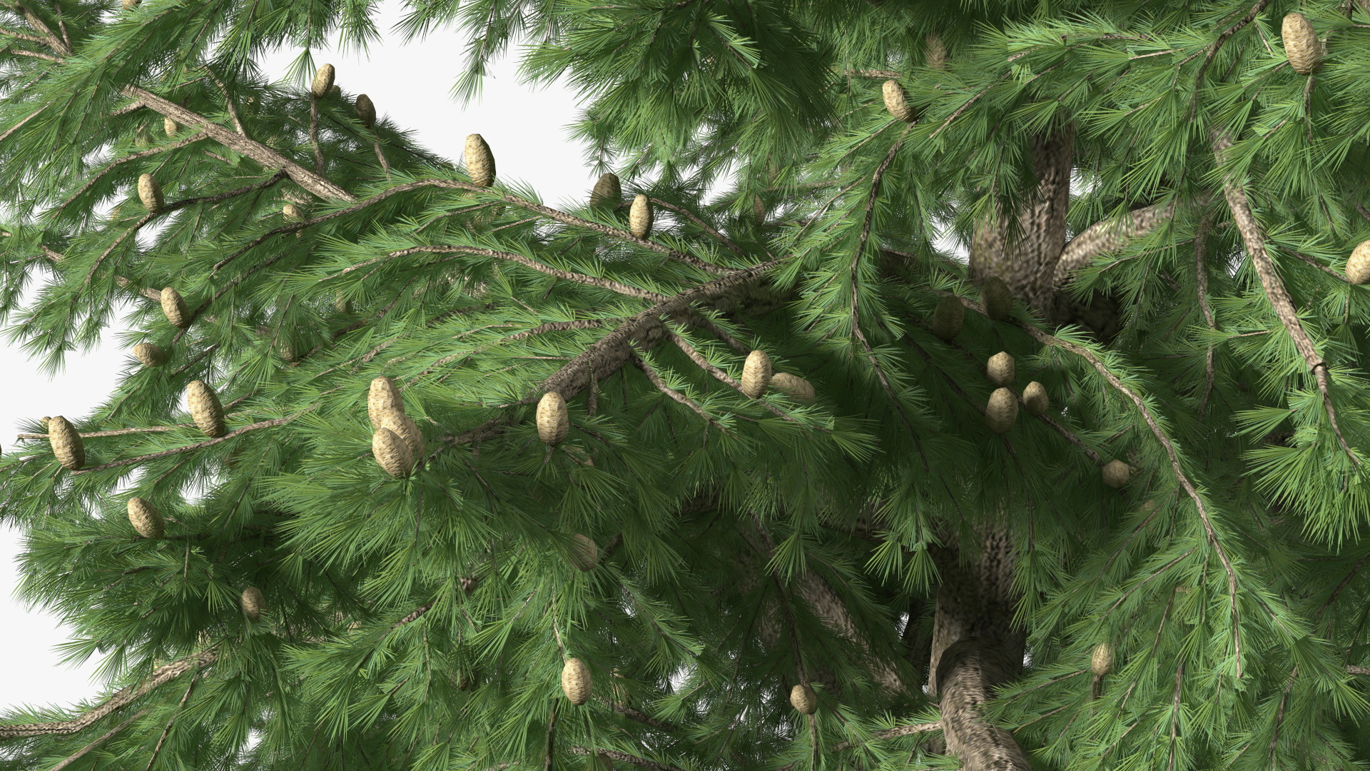 Cedrus Libani Green Tree 3D model