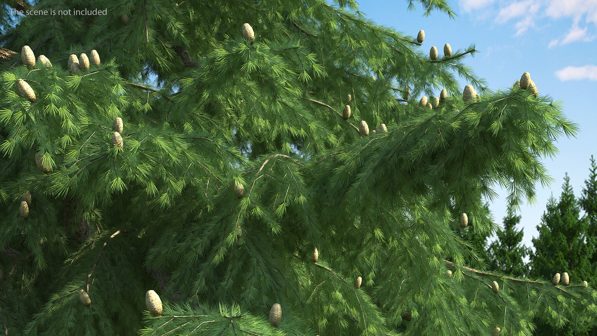 Cedrus Libani Green Tree 3D model