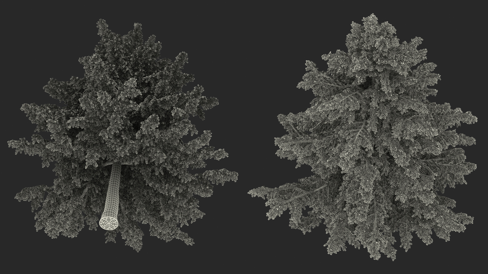 Cedrus Libani Green Tree 3D model