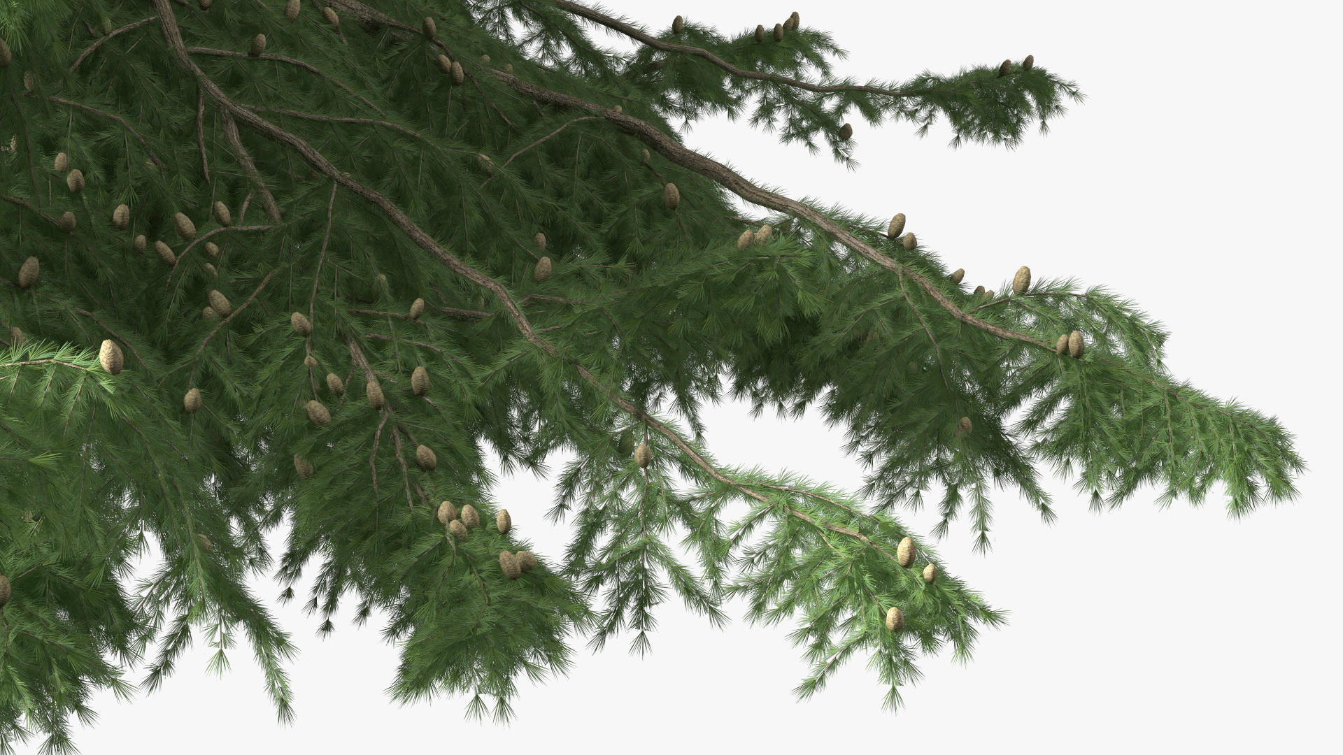 Cedrus Libani Green Tree 3D model