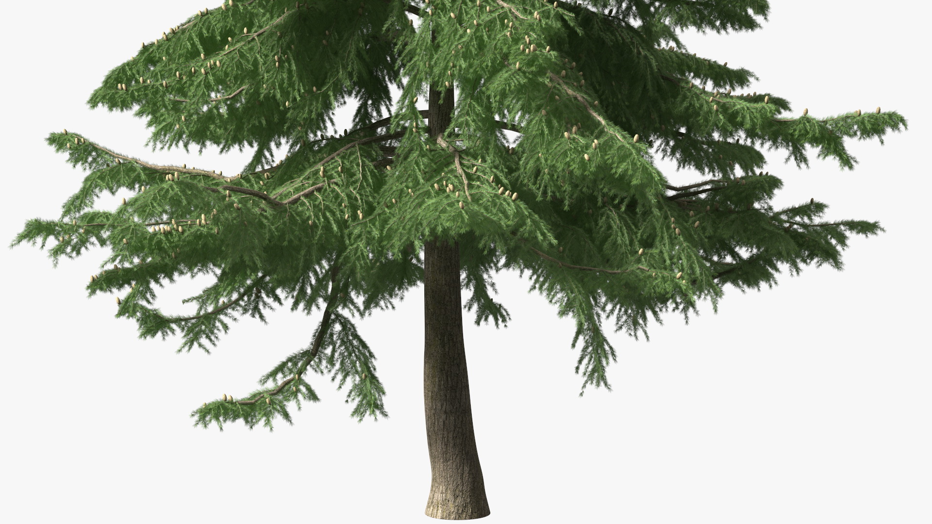 Cedrus Libani Green Tree 3D model