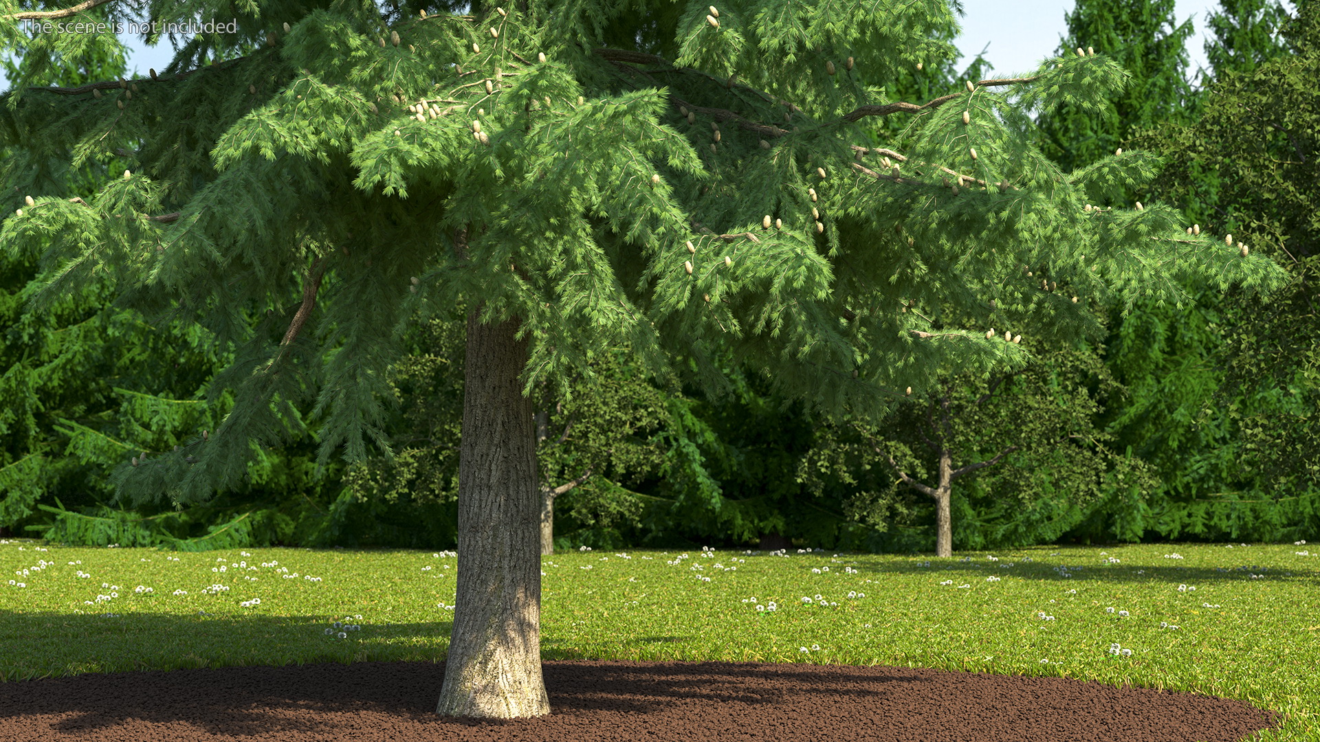 Cedrus Libani Green Tree 3D model