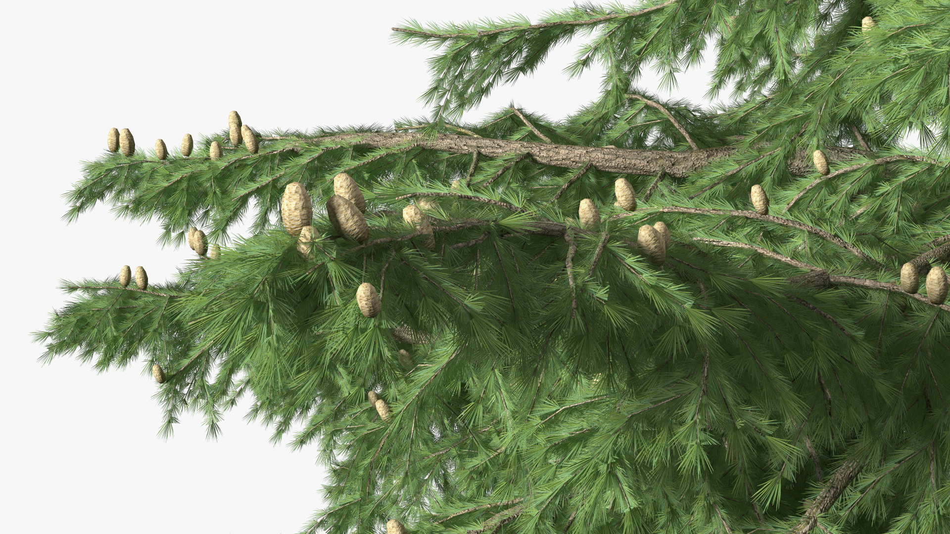 Cedrus Libani Green Tree 3D model