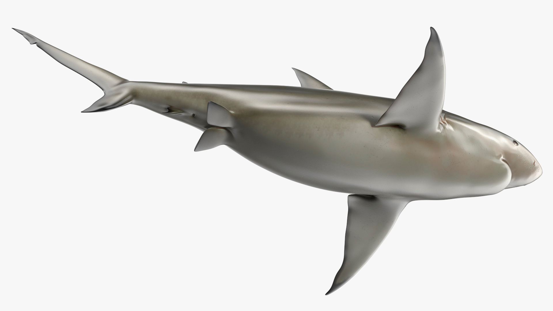 Pigeye Shark or Java Shark Rigged for Cinema 4D 3D