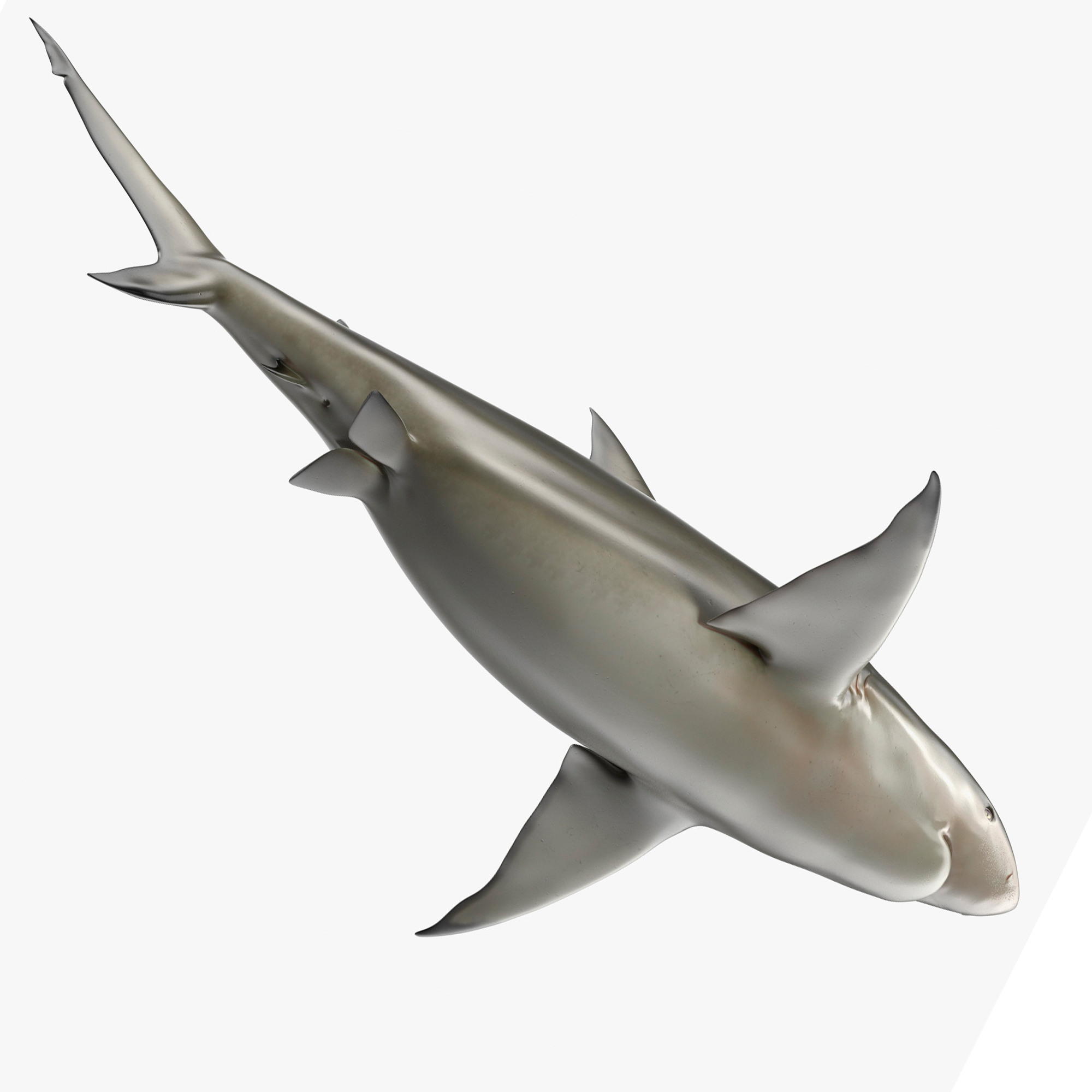 Pigeye Shark or Java Shark Rigged for Cinema 4D 3D