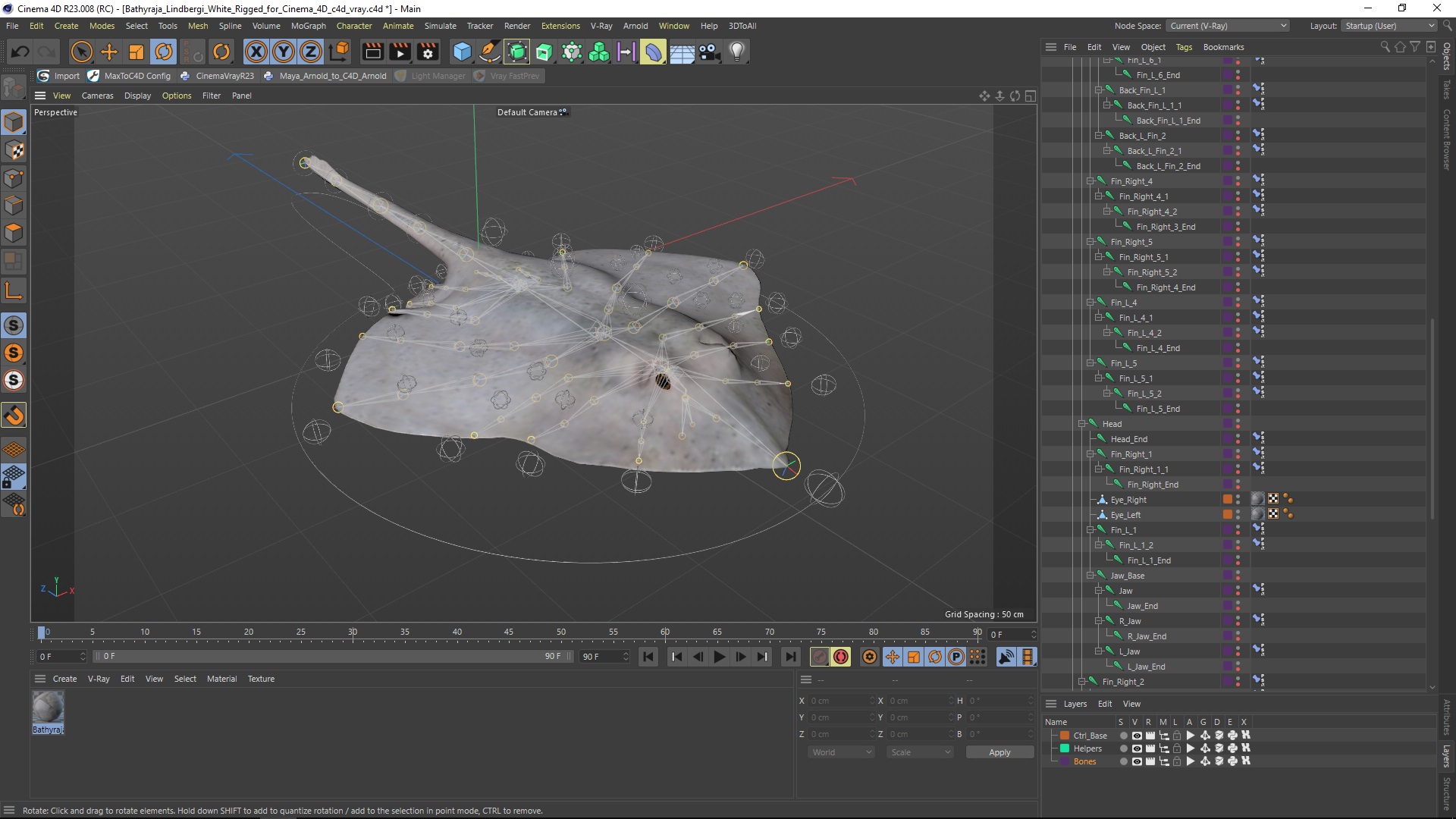 3D Bathyraja Lindbergi White Rigged for Cinema 4D