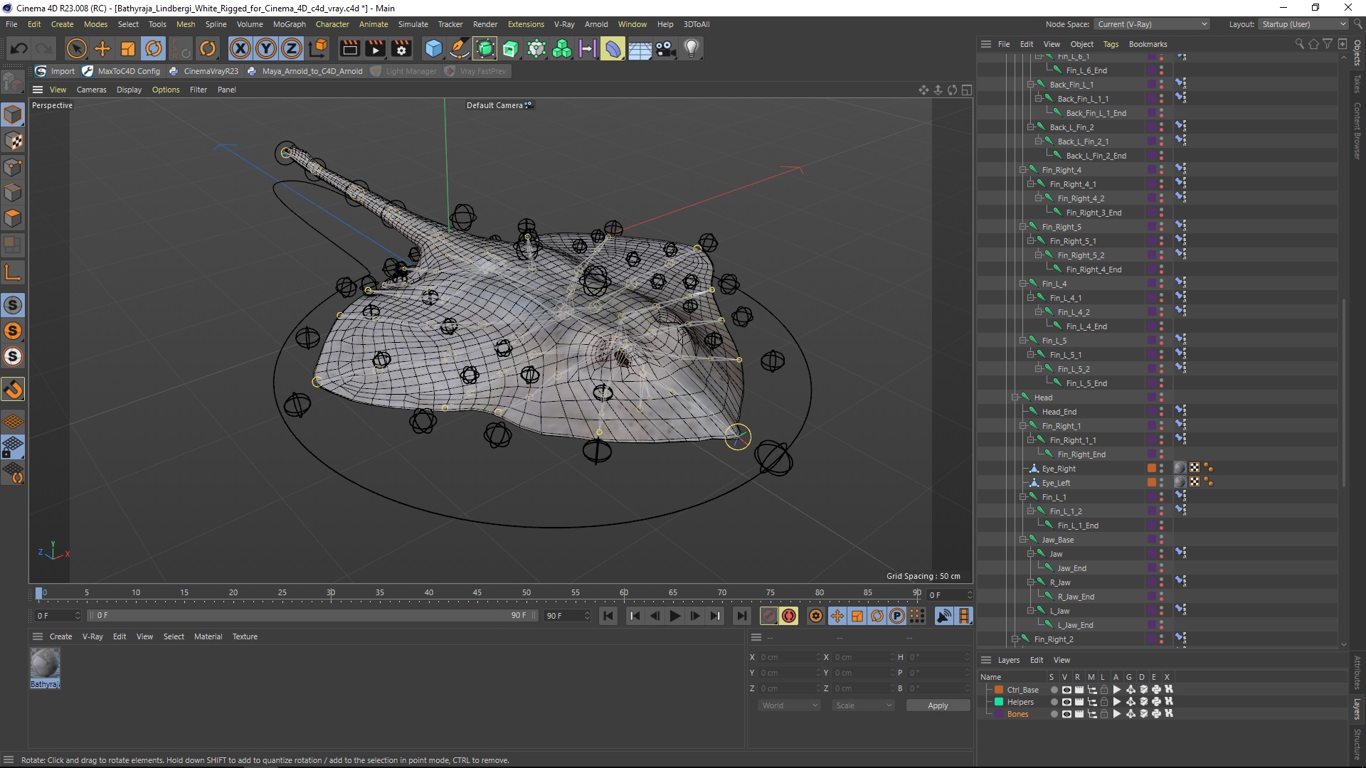 3D Bathyraja Lindbergi White Rigged for Cinema 4D