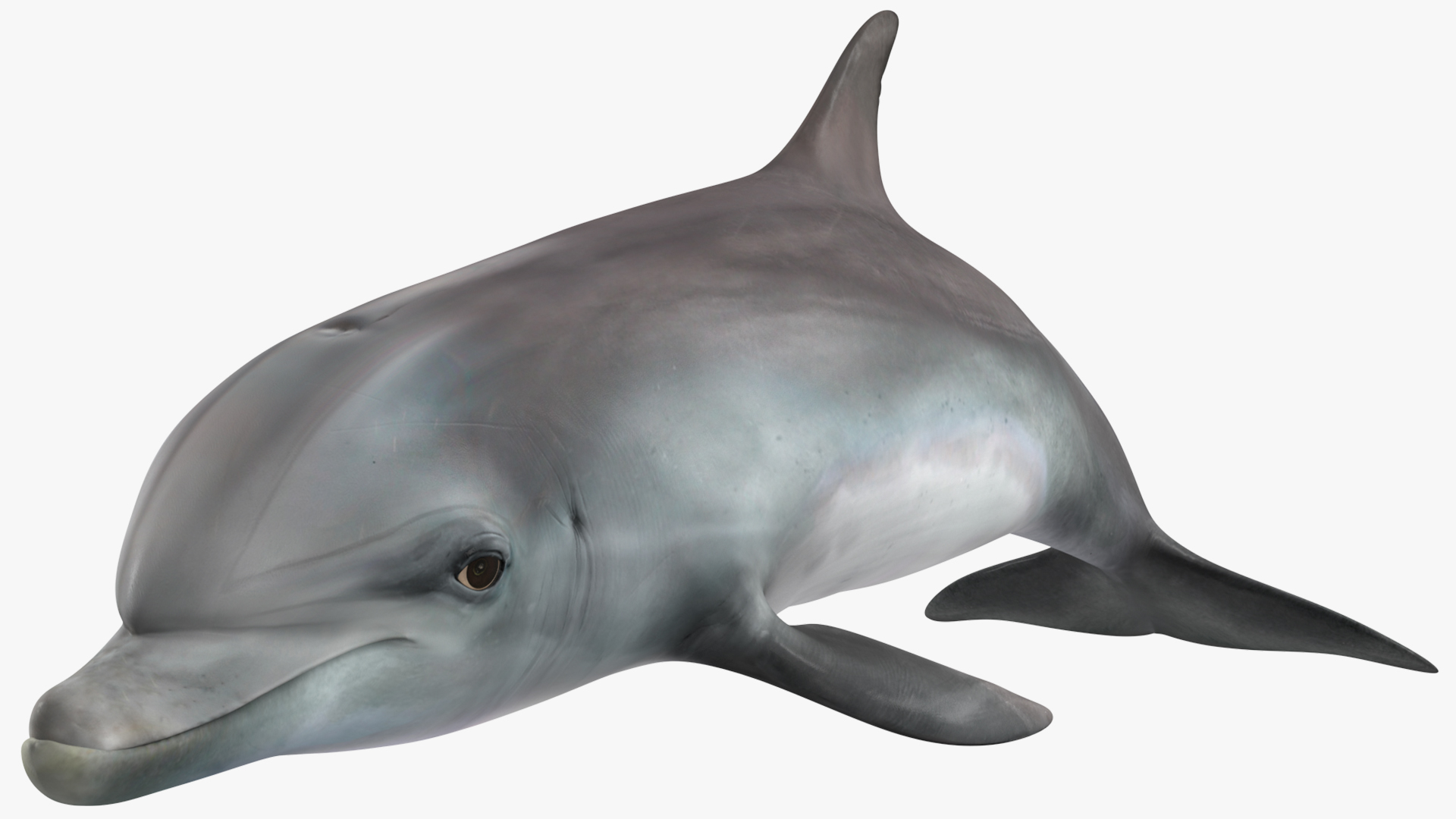 3D model Dolphin Swimming Animated