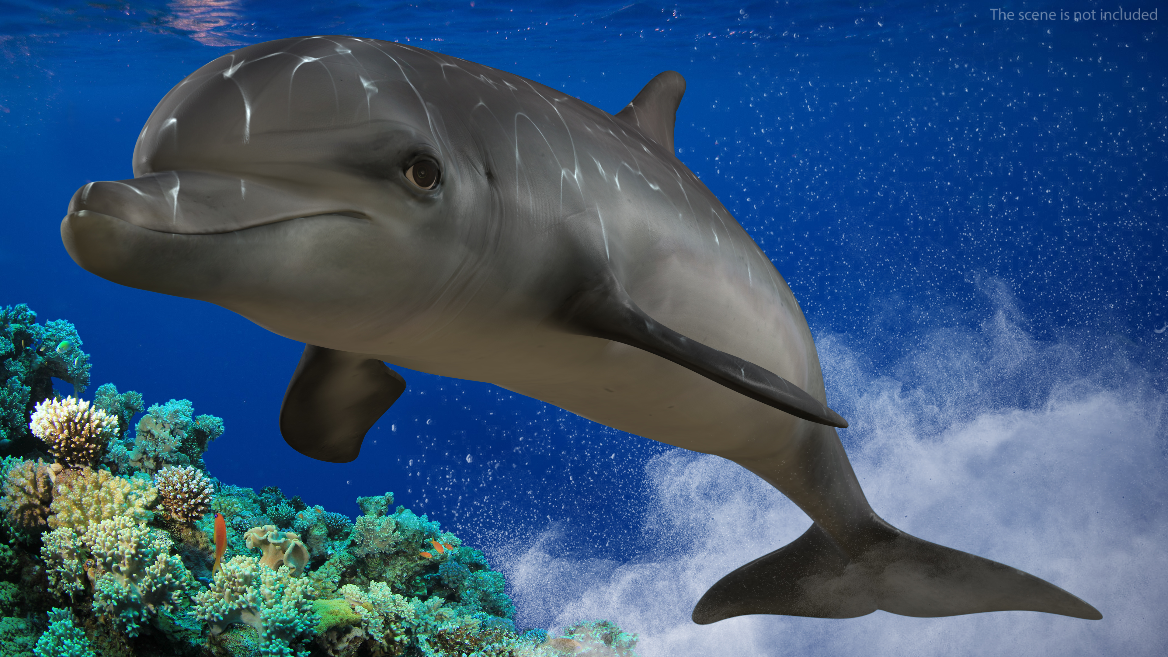 3D model Dolphin Swimming Animated