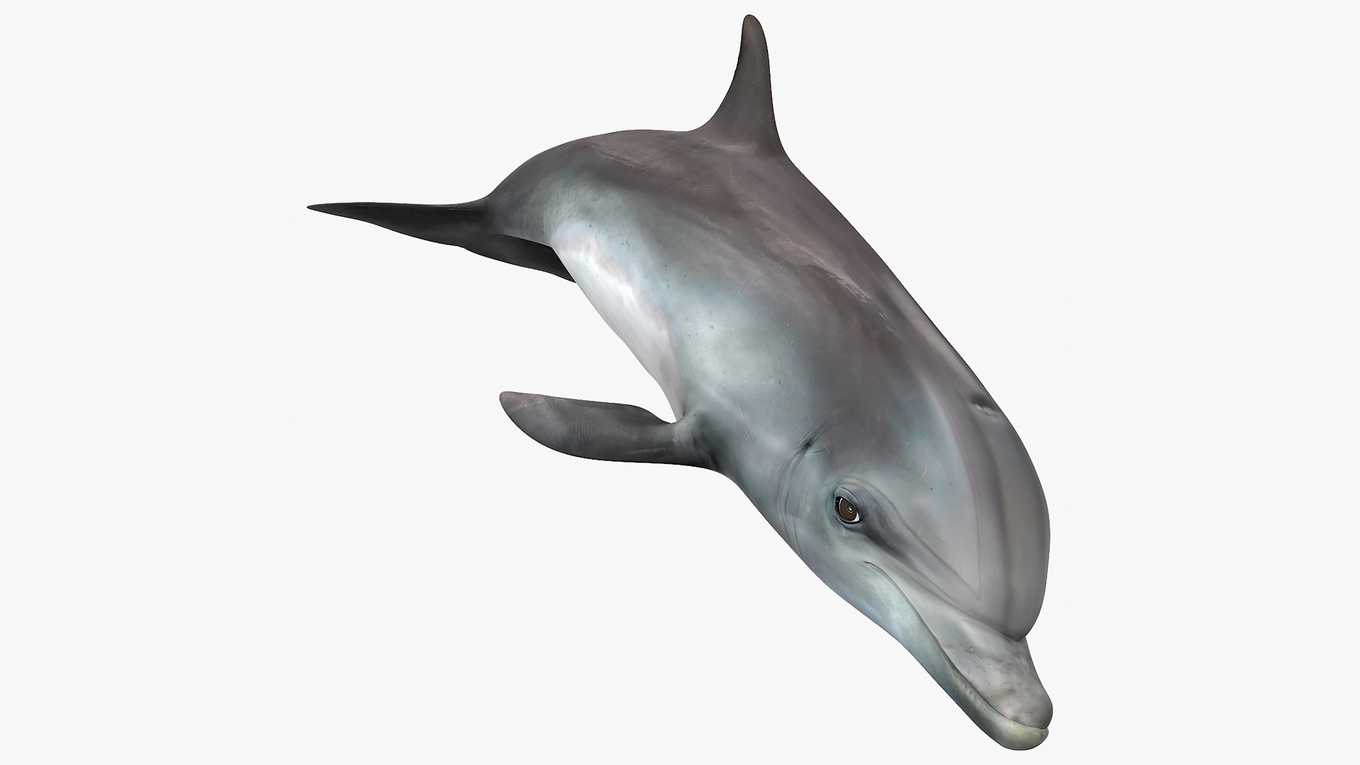 3D model Dolphin Swimming Animated