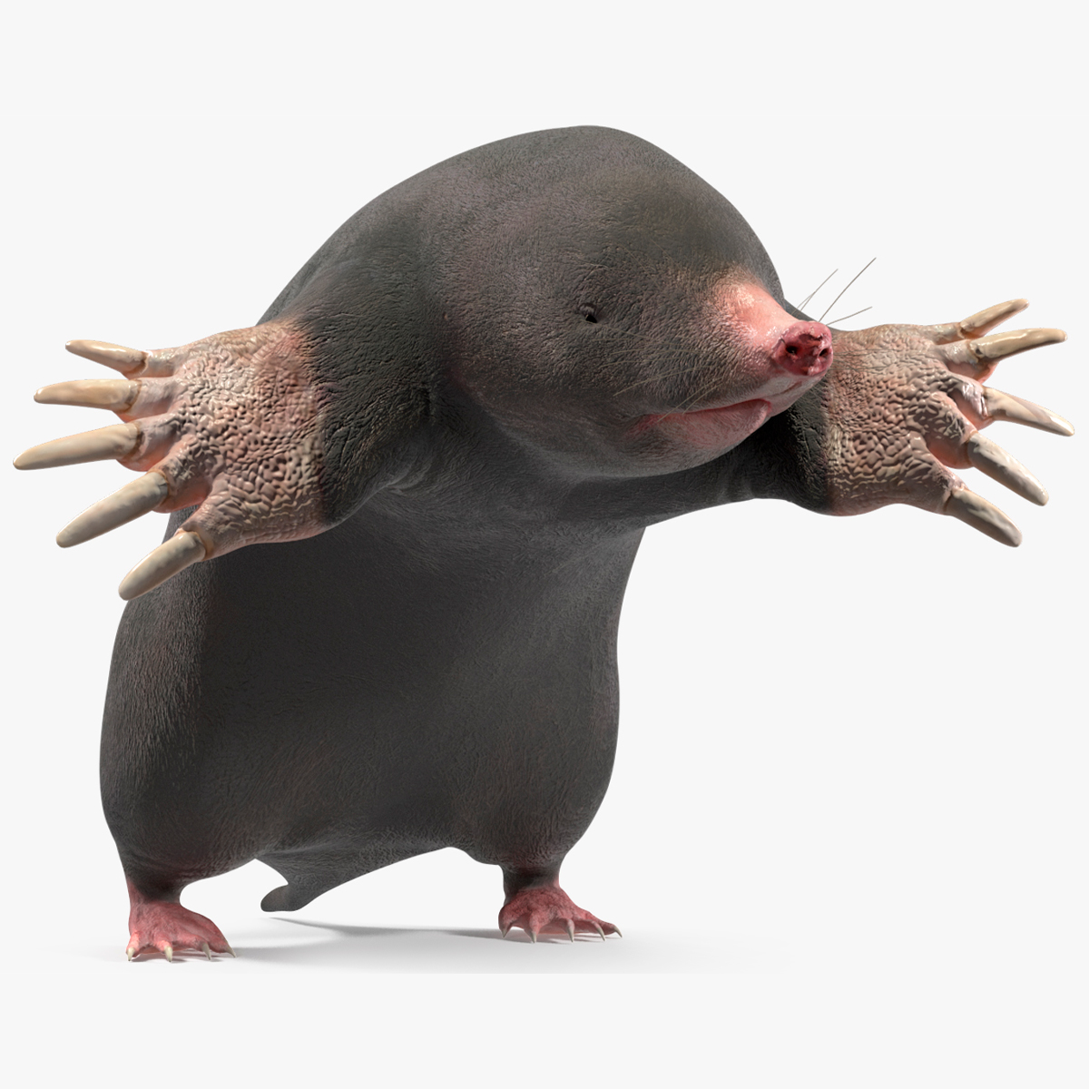 3D European Mole Animal Rigged for Maya