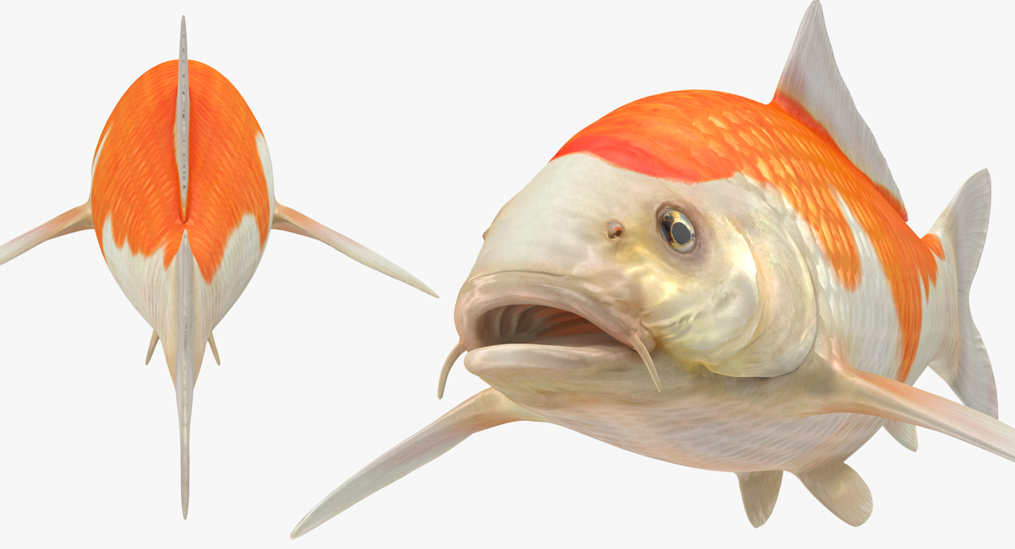 Harivake Koi Fish 3D