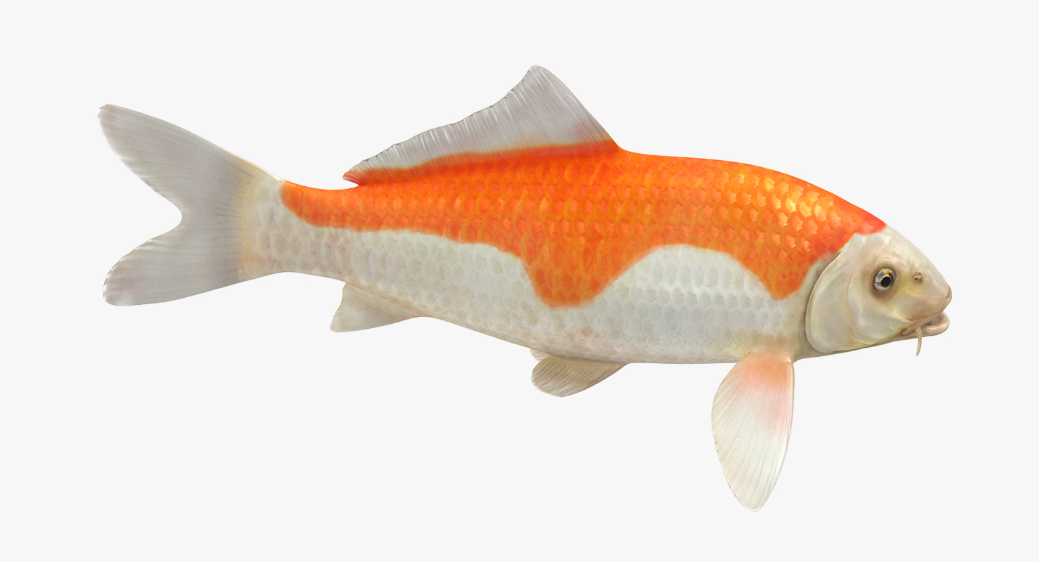 Harivake Koi Fish 3D