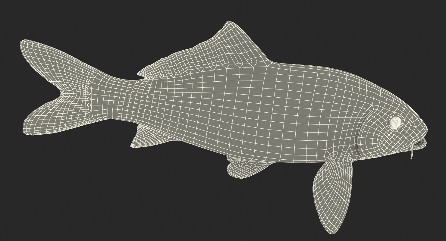 Harivake Koi Fish 3D